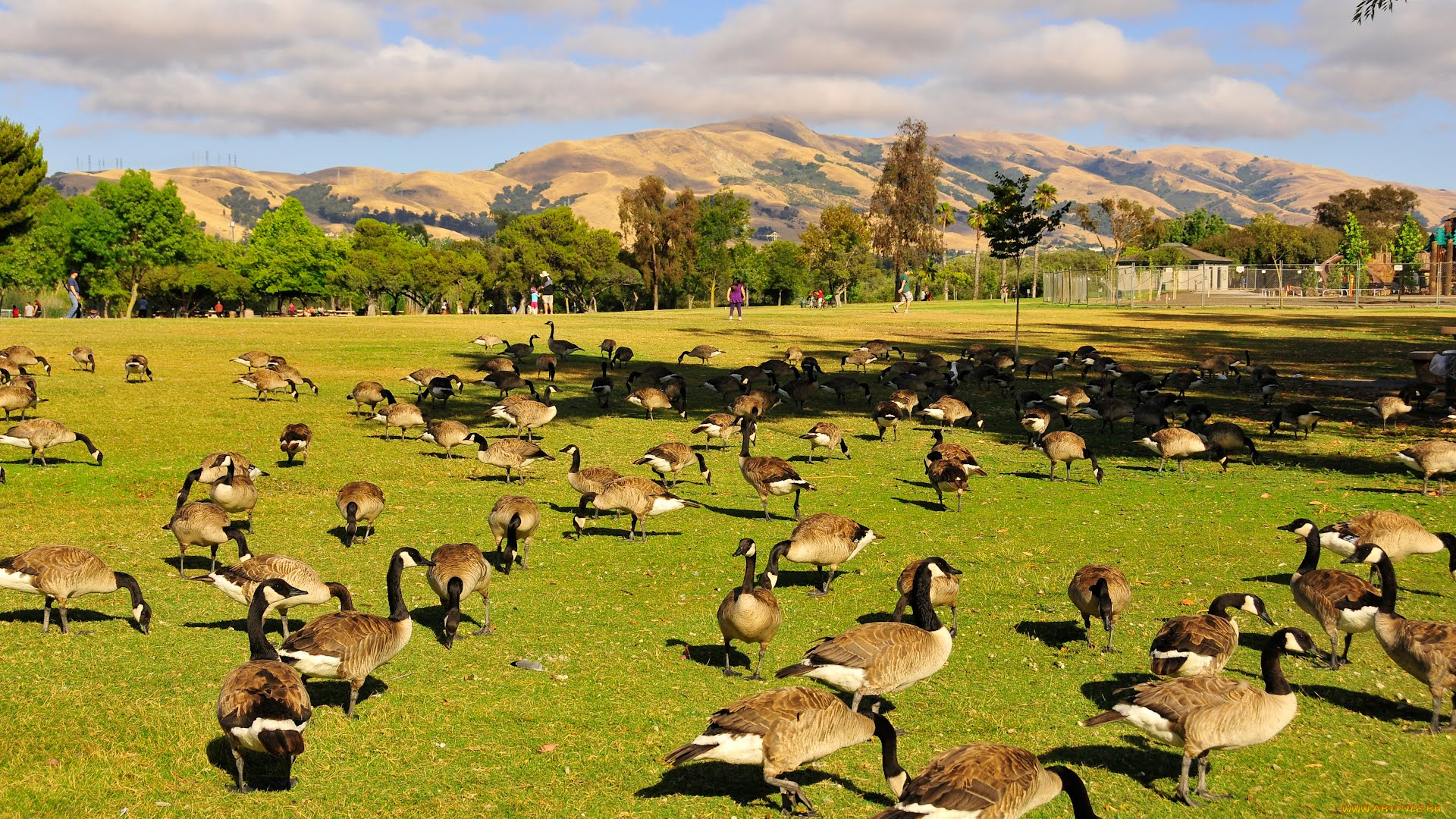 животные, гуси, goose