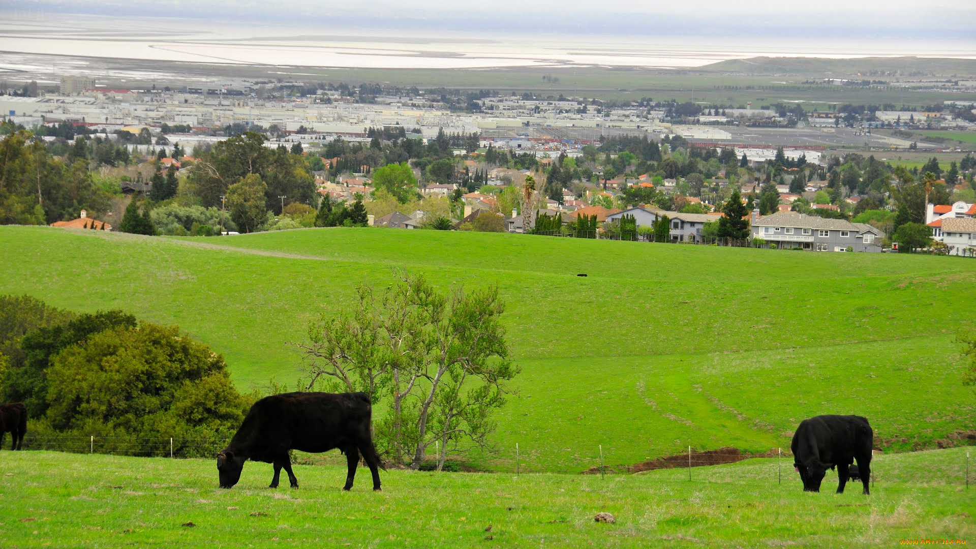 животные, коровы, буйволы, fremont