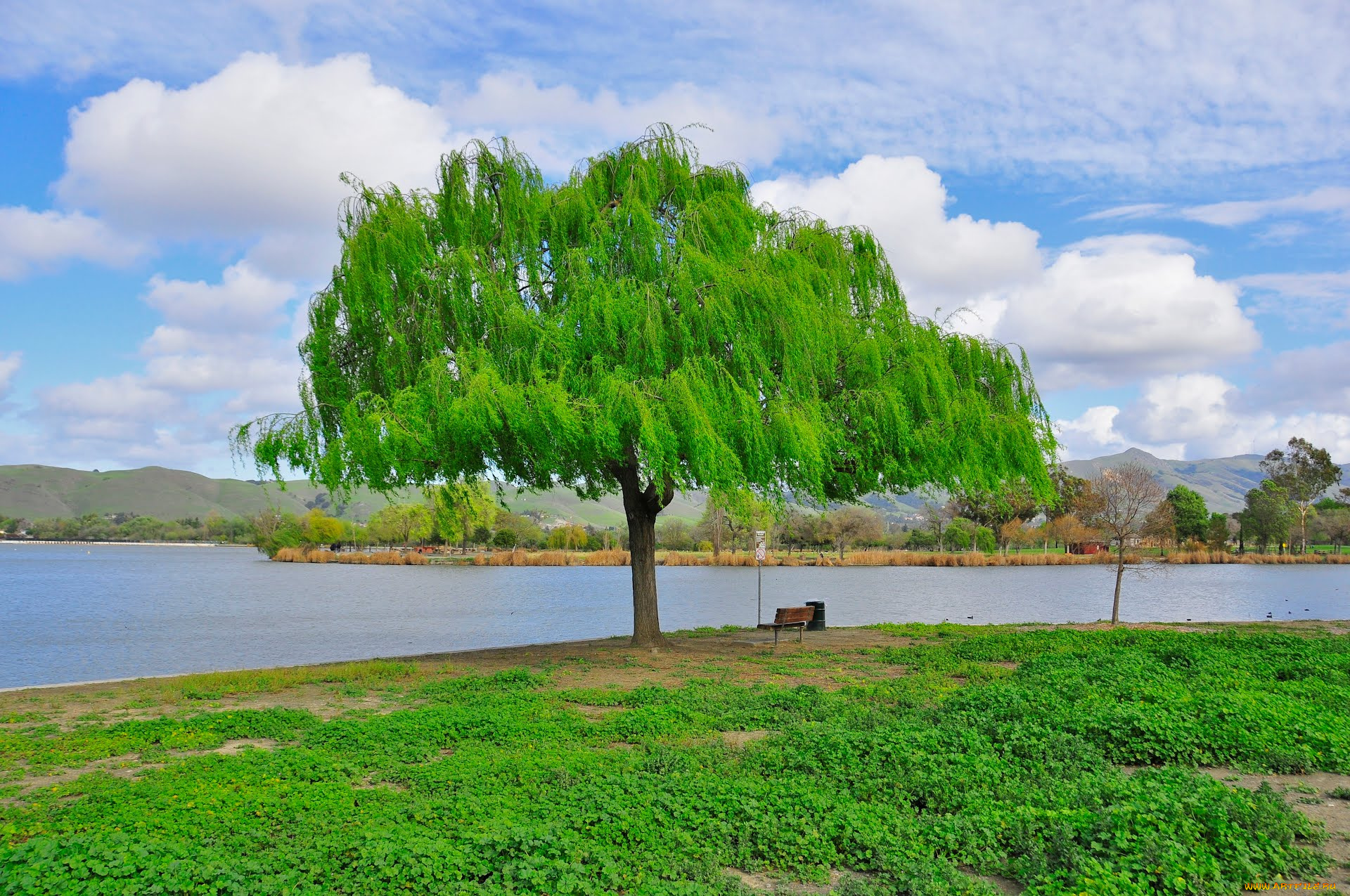 природа, деревья, fremont