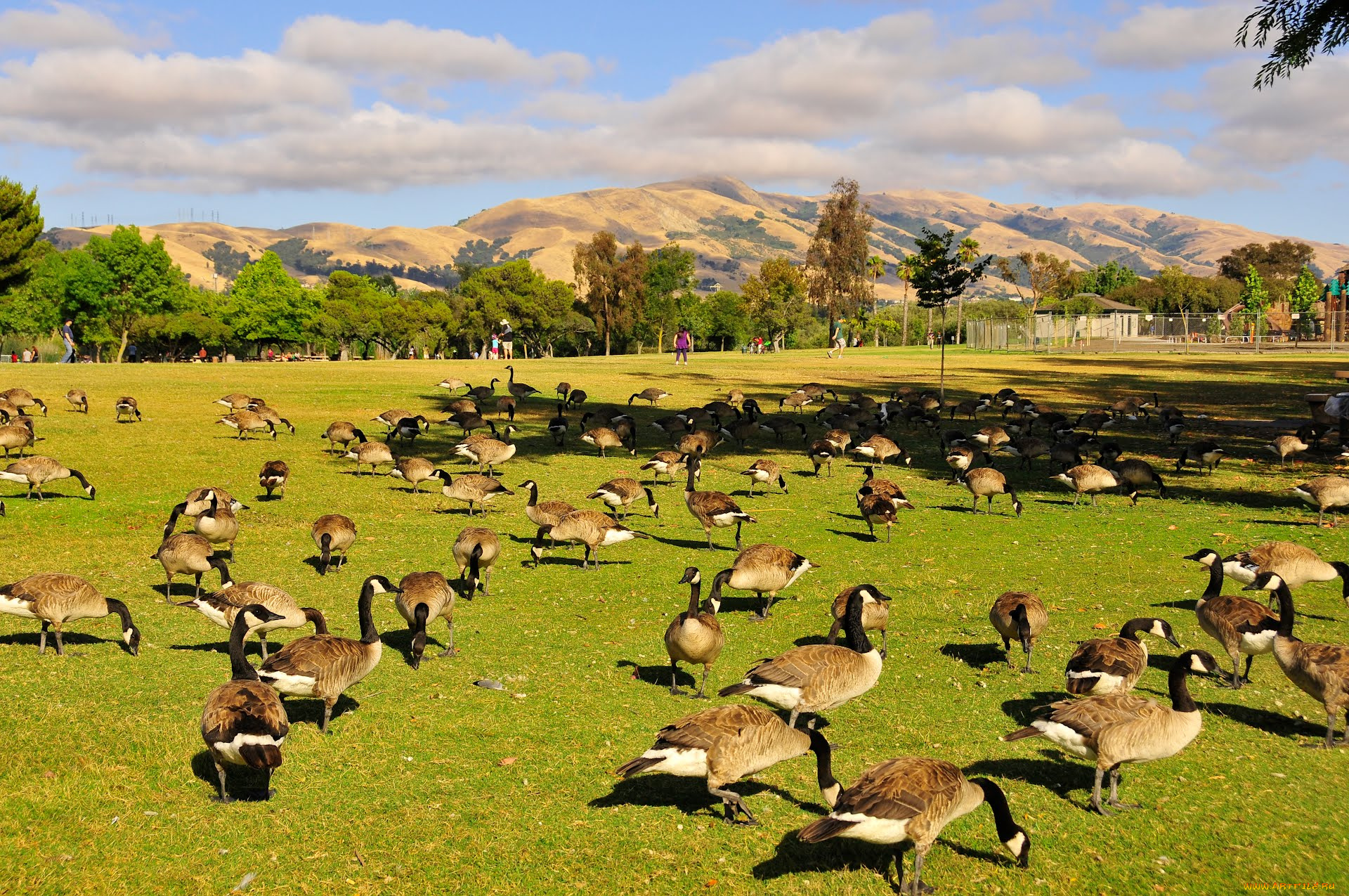 животные, гуси, goose