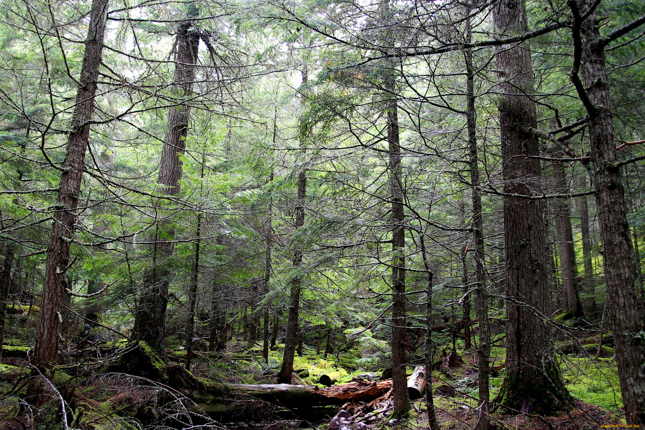 природа, лес, деревья