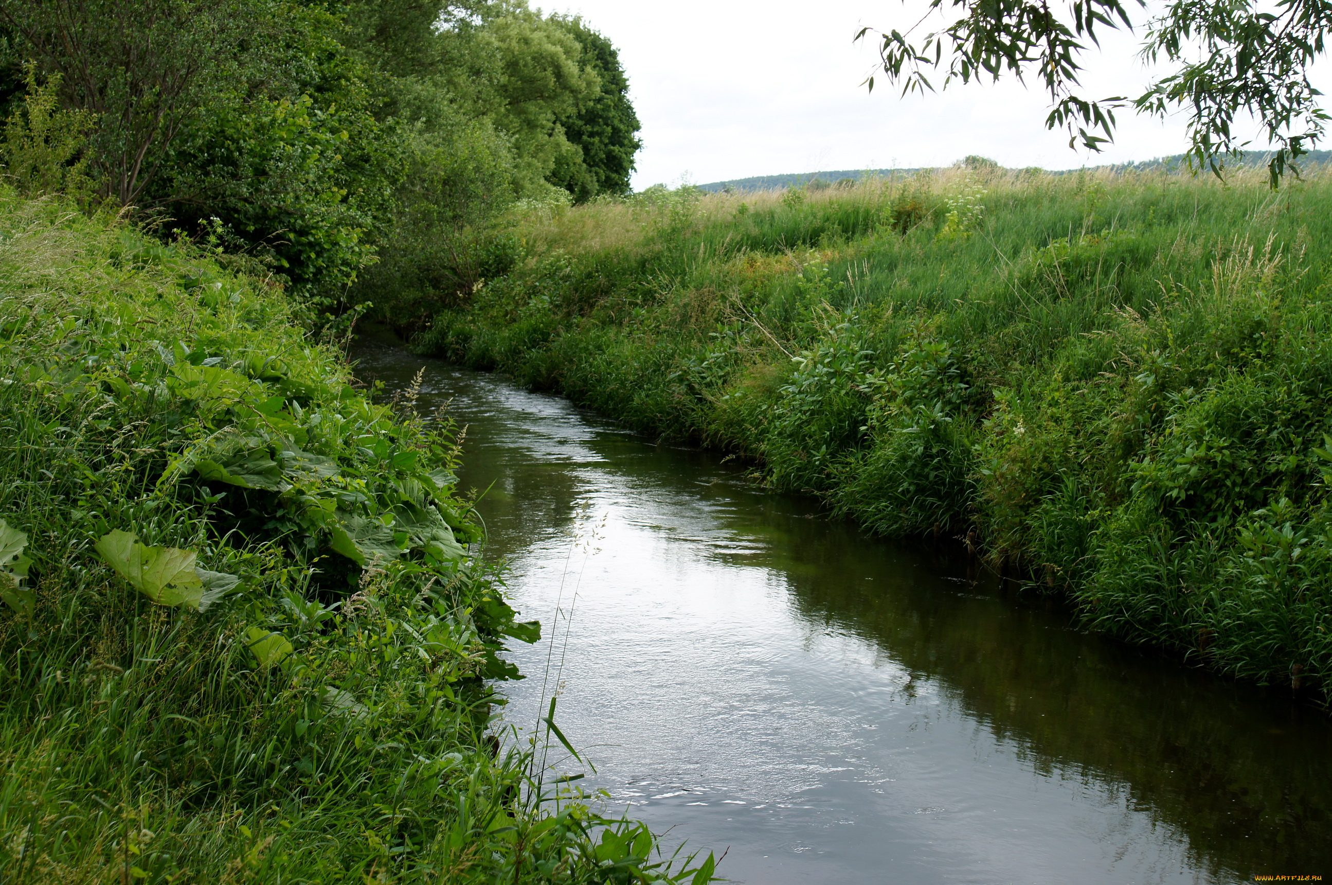 природа, реки, озера, деревья, река