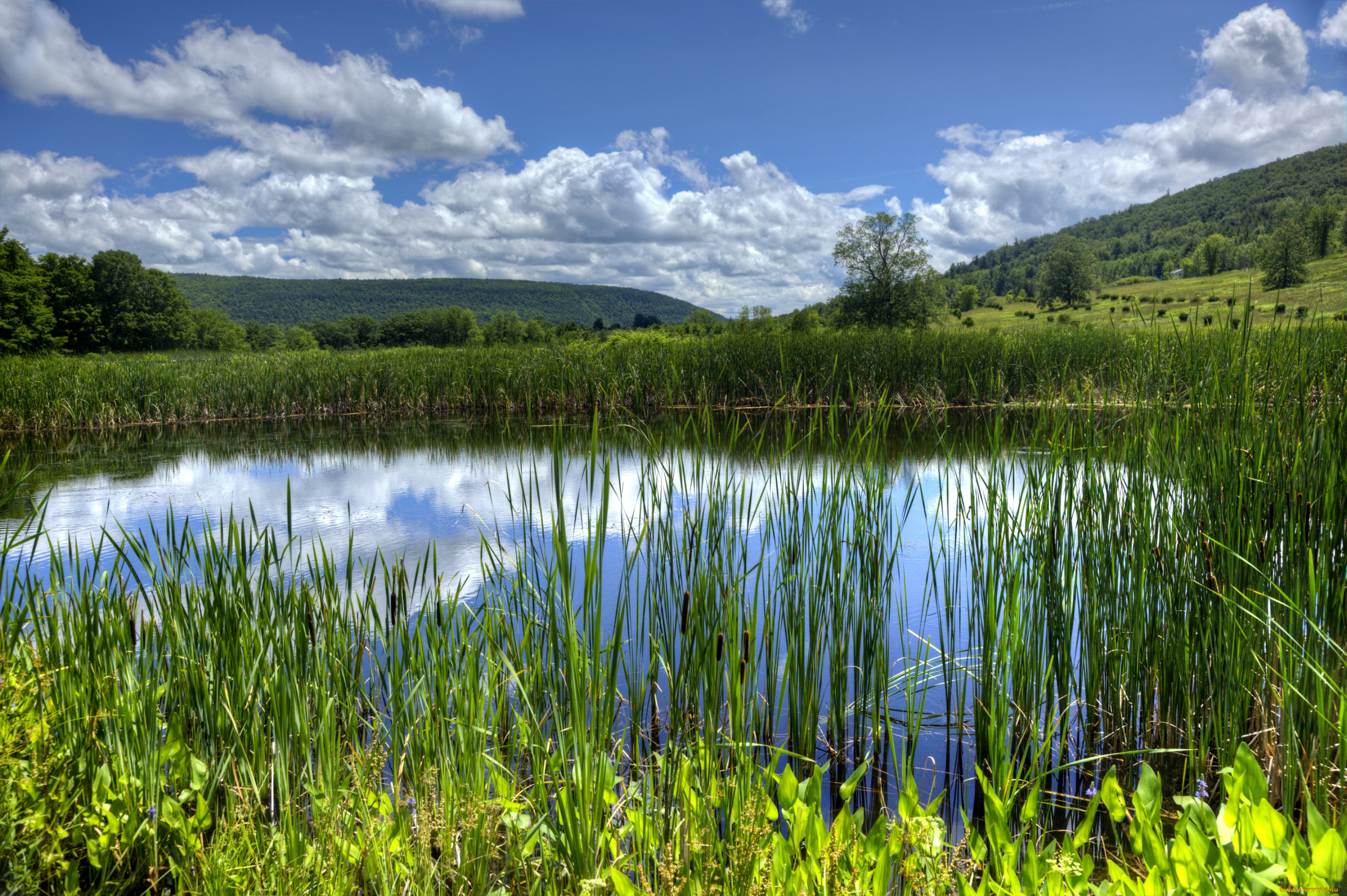 природа, реки, озера, облака, камыши, вода