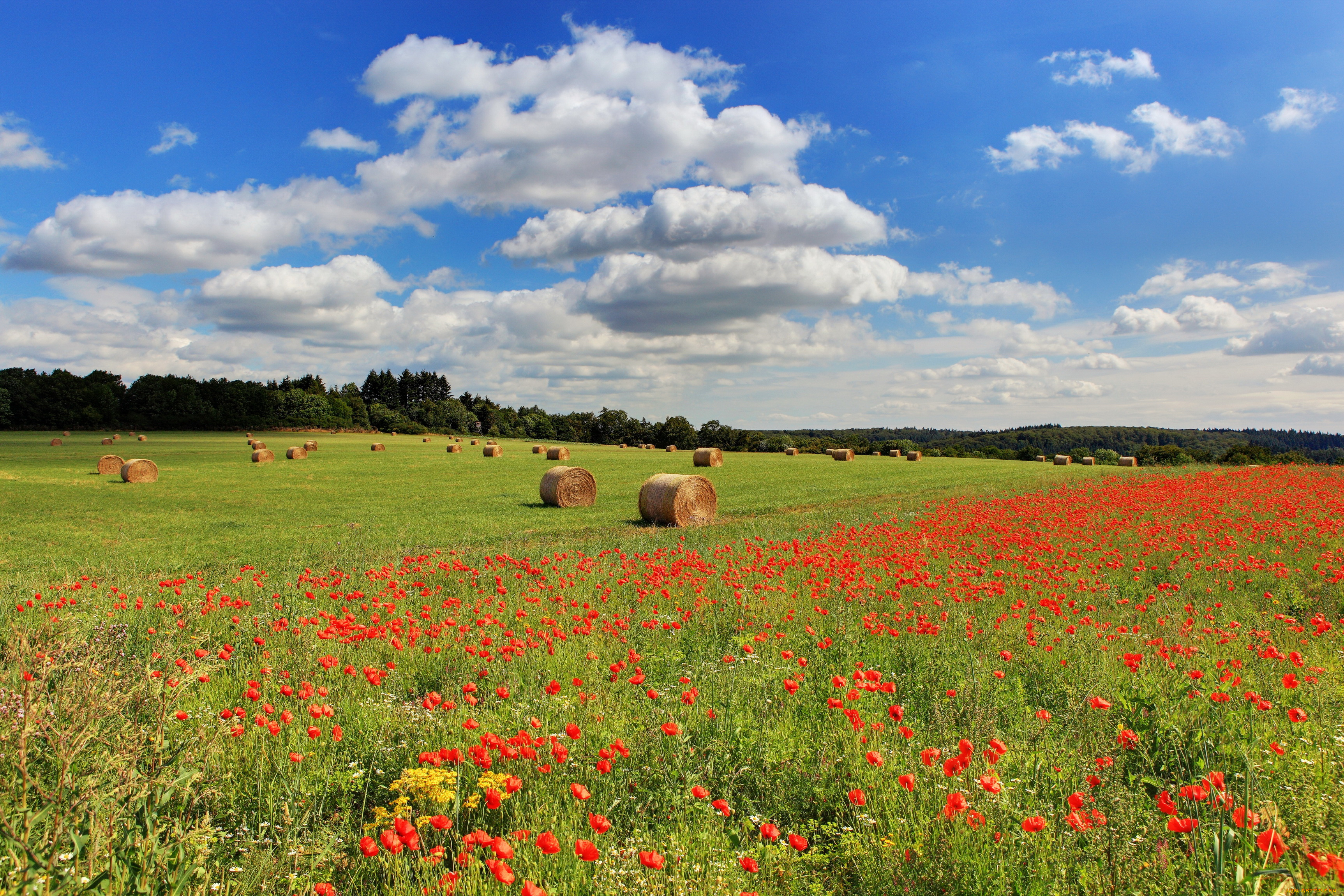 германия, хонтайм, природа, поля, поле, маки, колосья