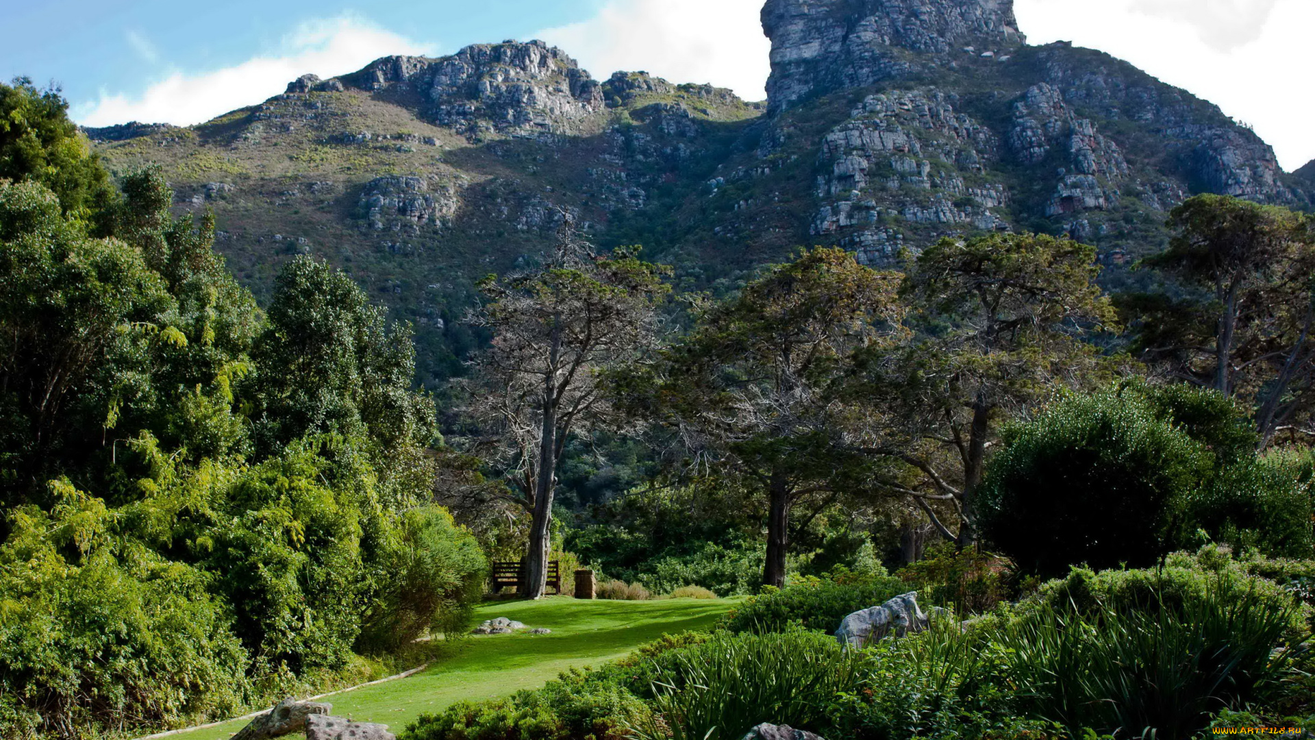 kirstenbosch, national, botanic, garden, south, africa, природа, парк, растения, дорожки