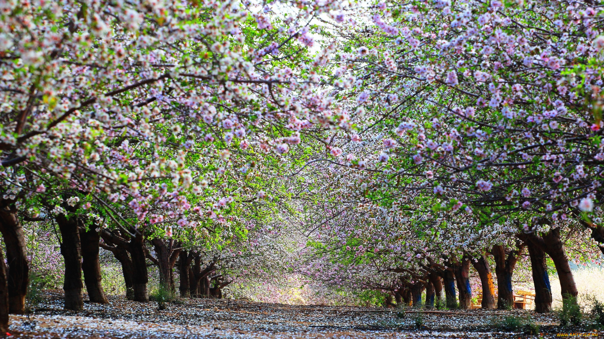 природа, дороги, весна, цветение, аллея