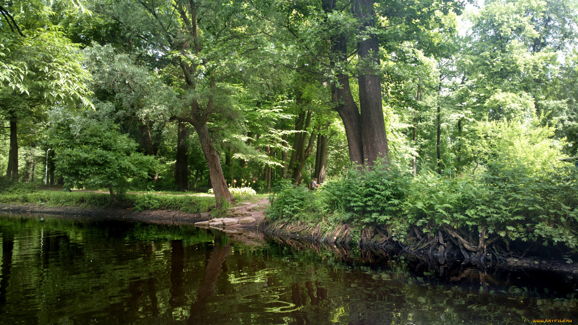 санкт, петербург, елагин, остров, природа, парк, река, деревья