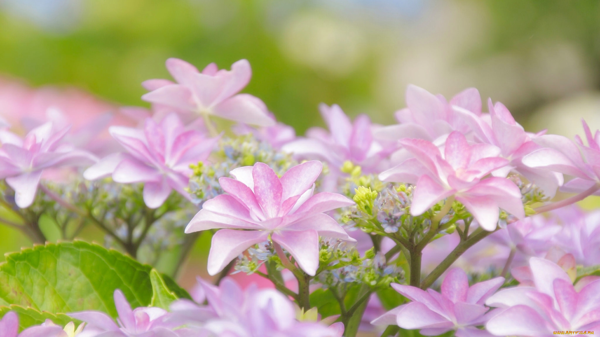 цветы, гортензия, соцветие, макро