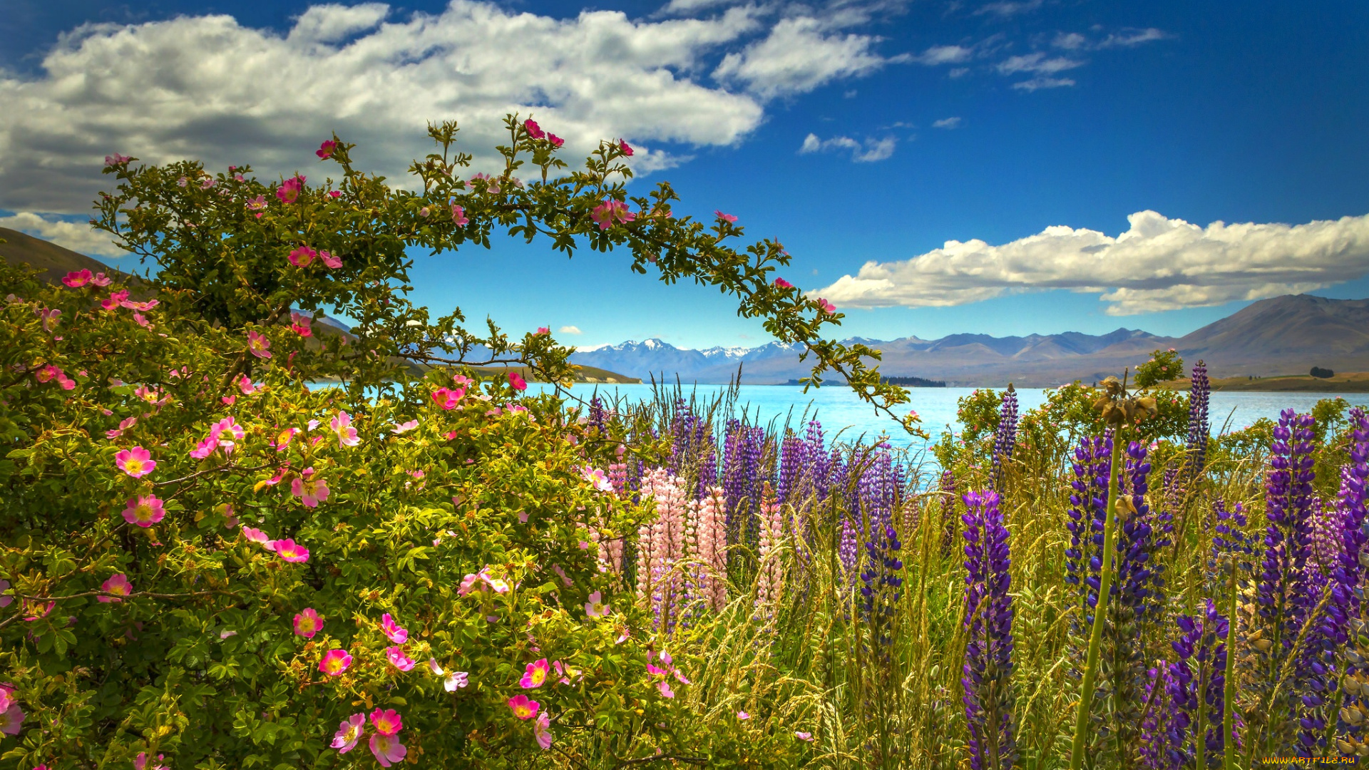 цветы, разные, вместе, горы, облака, небо, луг, люпин, шиповник, море, красота
