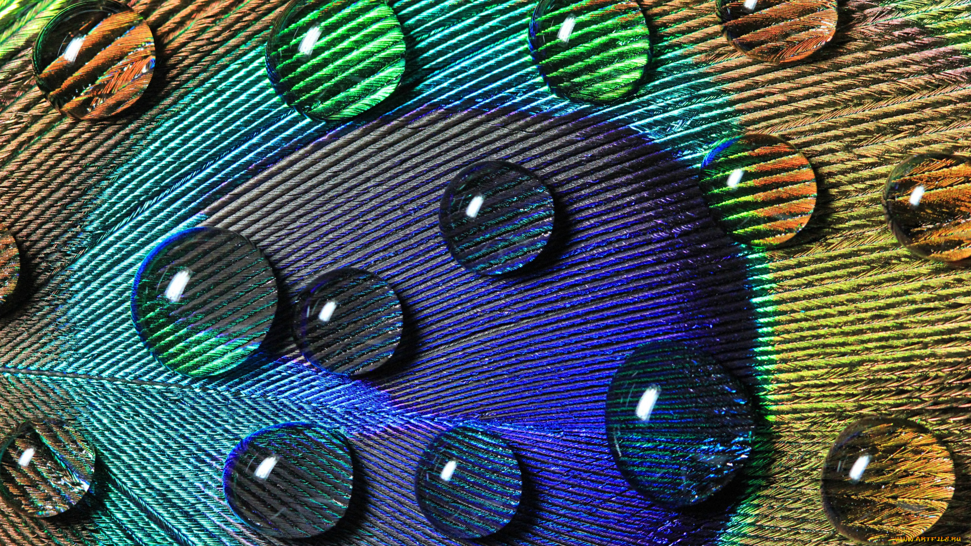 разное, капли, , брызги, , всплески, павлина, перо, вода, узоры, macro, макро