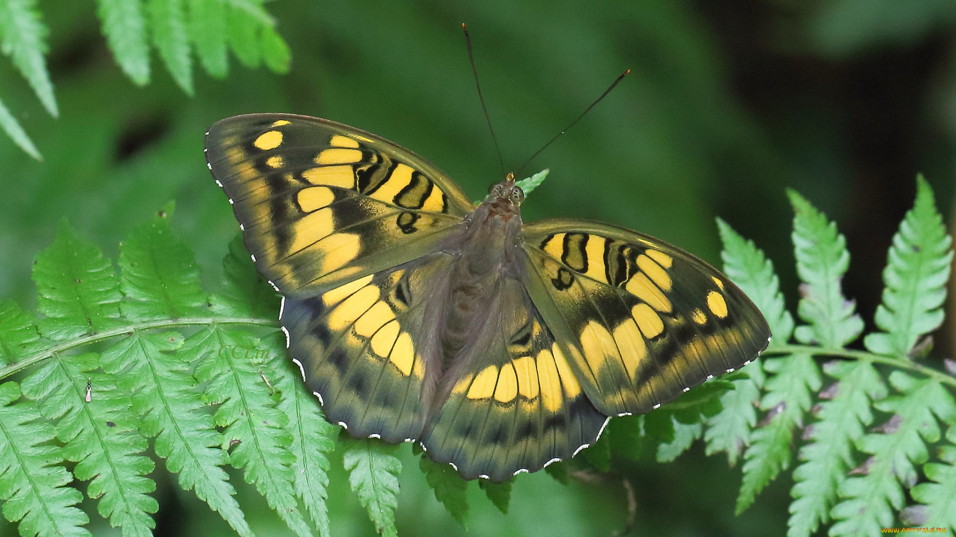 животные, бабочки, , мотыльки, , моли, бабочка