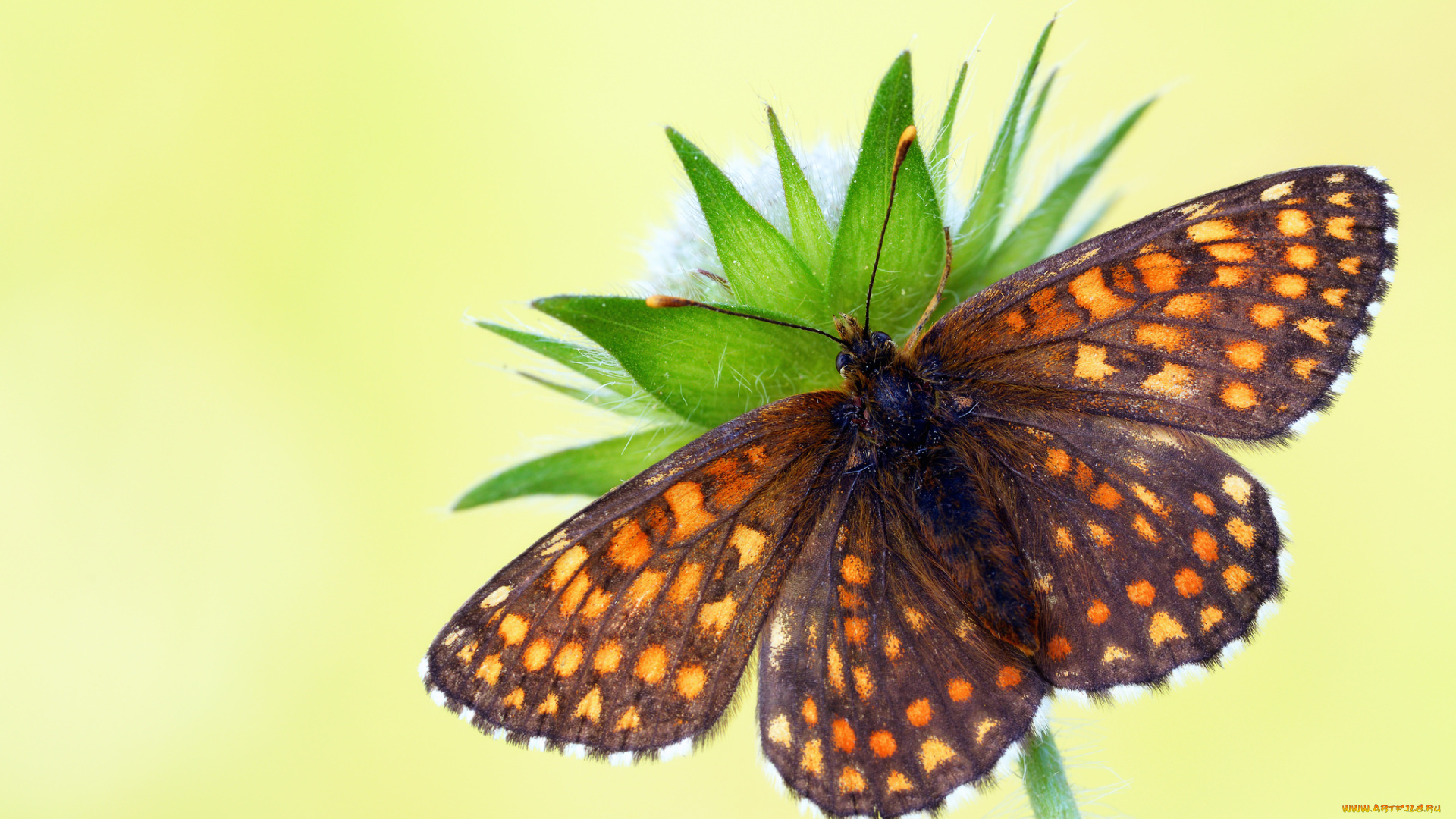животные, бабочки, , мотыльки, , моли, бабочка, травинка, утро, насекомое, фон, макро