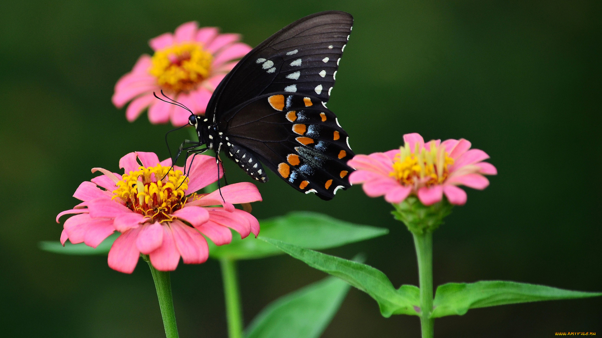 животные, бабочки, , мотыльки, , моли, бабочка