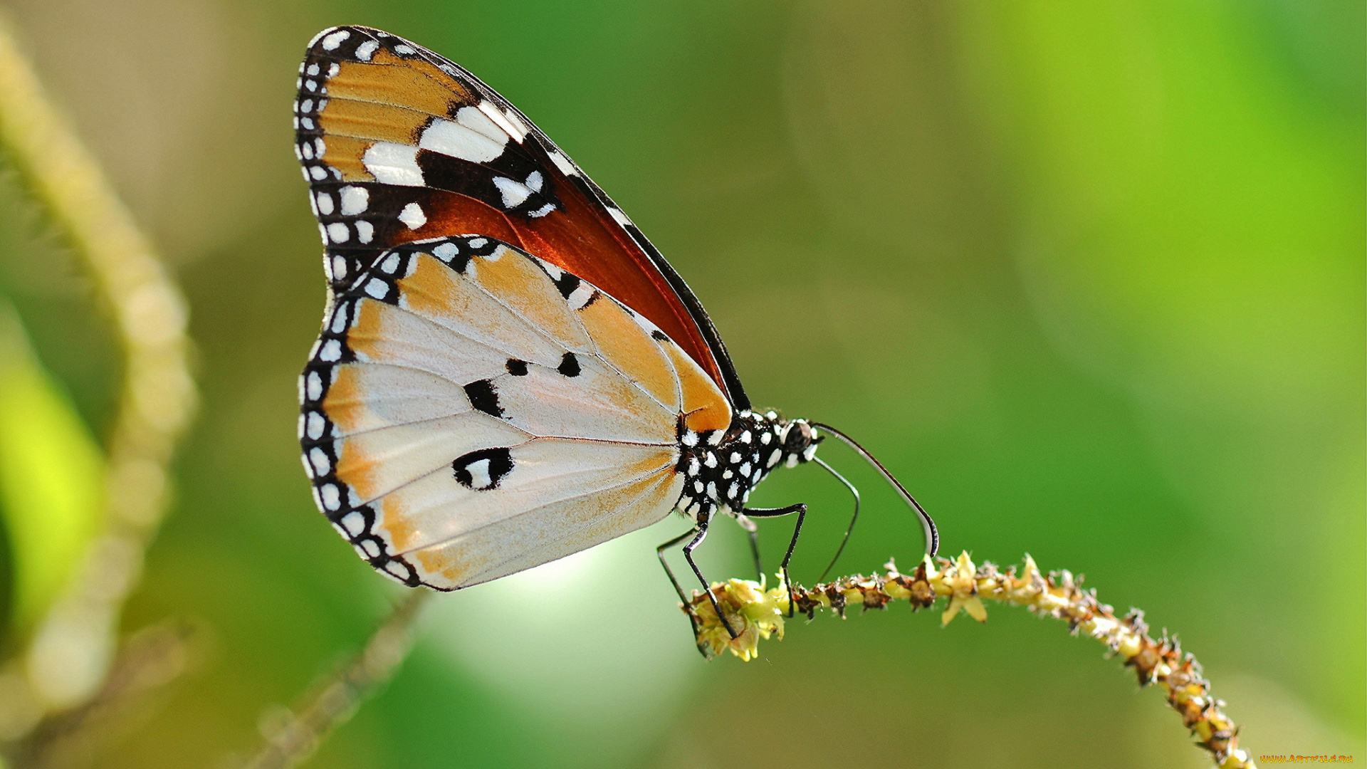 животные, бабочки, , мотыльки, , моли, растение, фон, бабочка