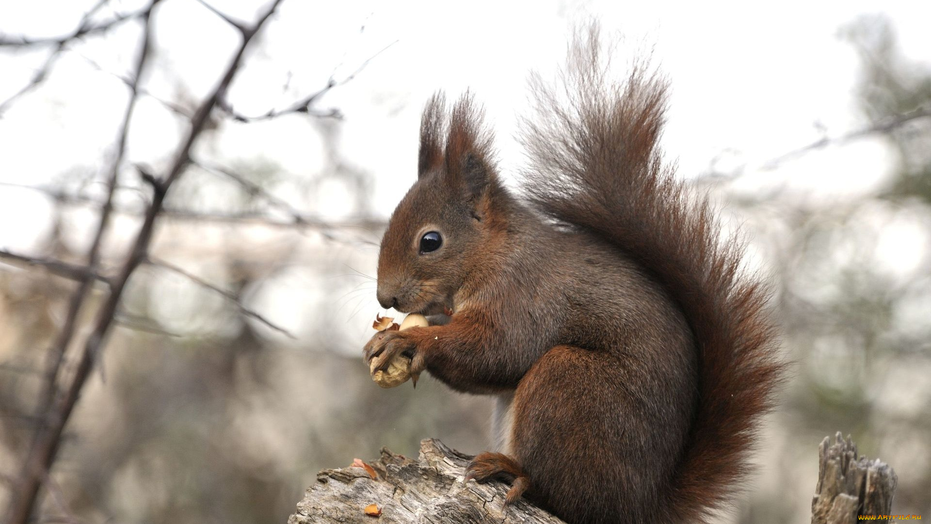 животные, белки, белка