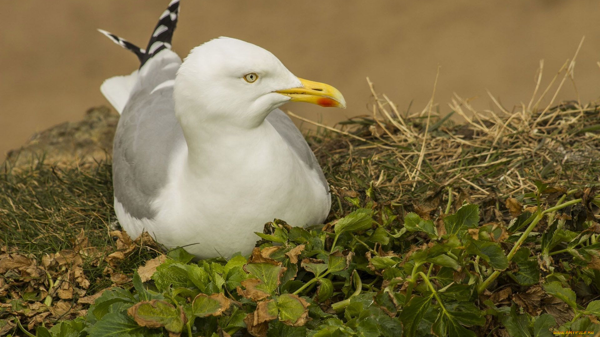 животные, Чайки, , бакланы, , крачки, фон, взляд, чайка