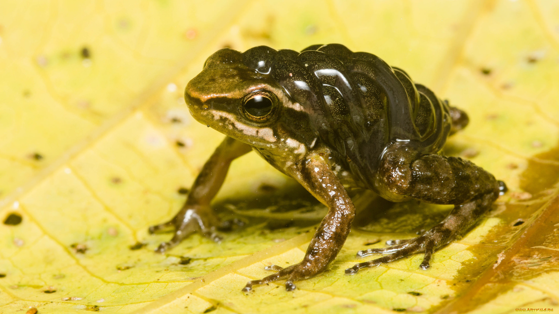 животные, лягушки, лягушка, лист, макро