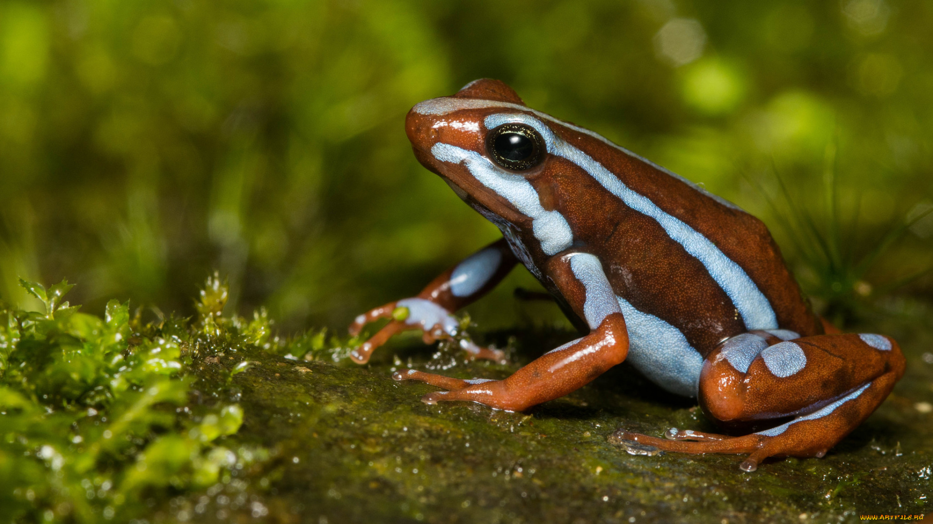 животные, лягушки, лягушка, сырость, макро