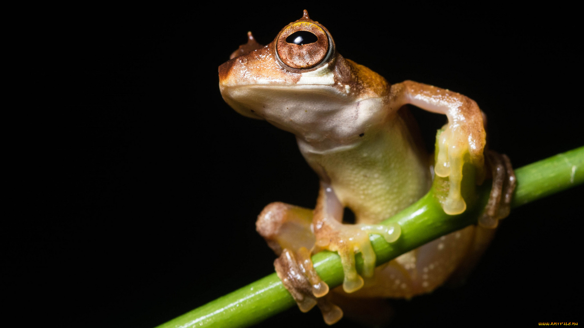 животные, лягушки, лягушка, веточка, макро