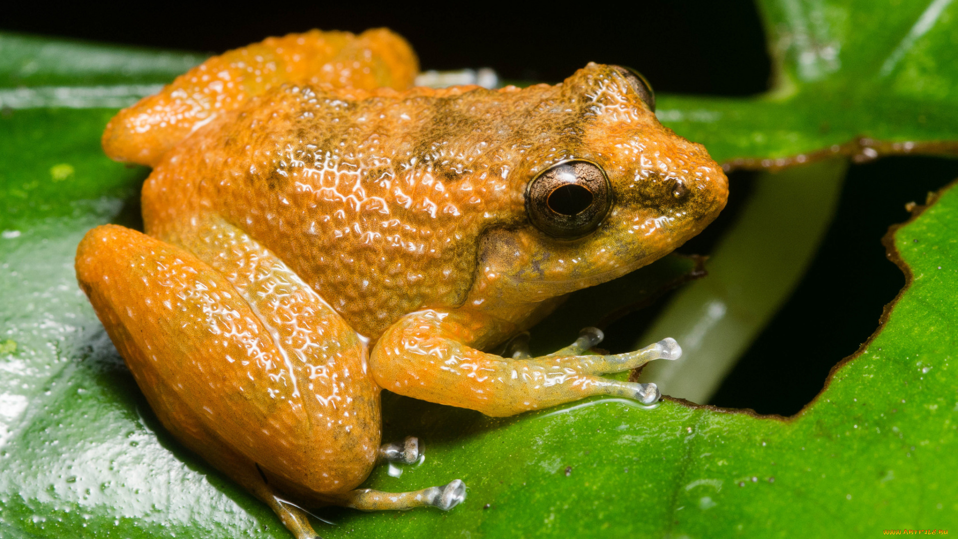 животные, лягушки, лягушка, жёлтая, макро, лист