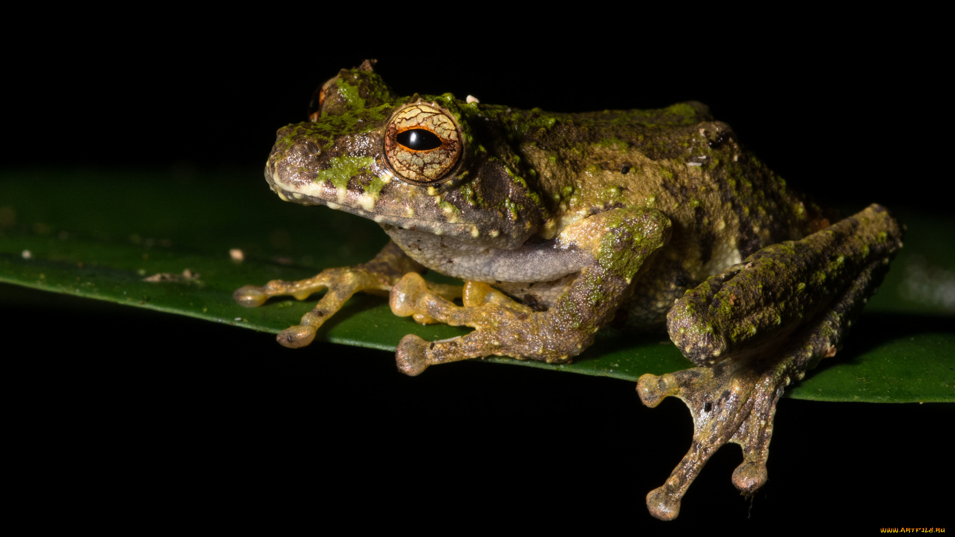 животные, лягушки, макро, чёрный, фон, ночь, лягушка, лист