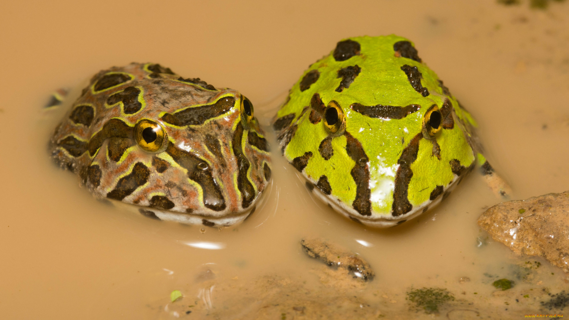 животные, лягушки, макро, пара, вода, лужа