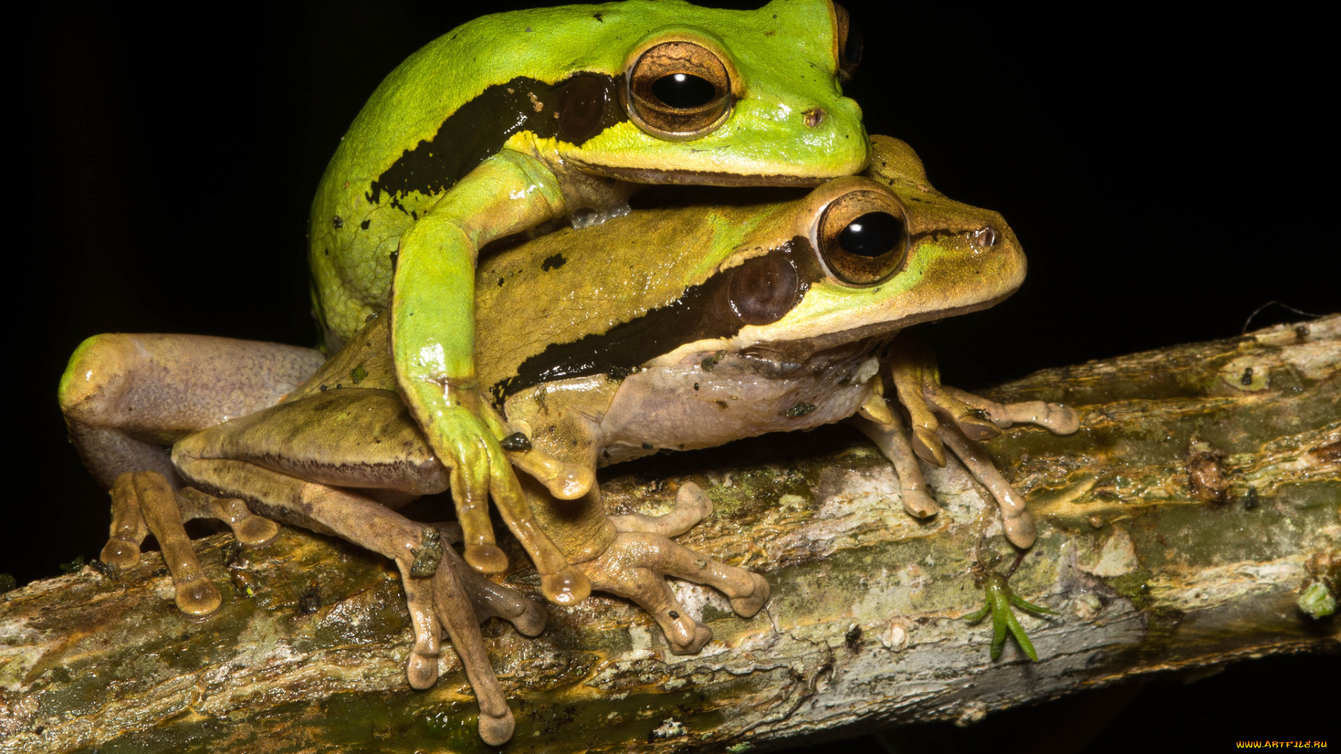 животные, лягушки, ветка, пара, спаривание, макро