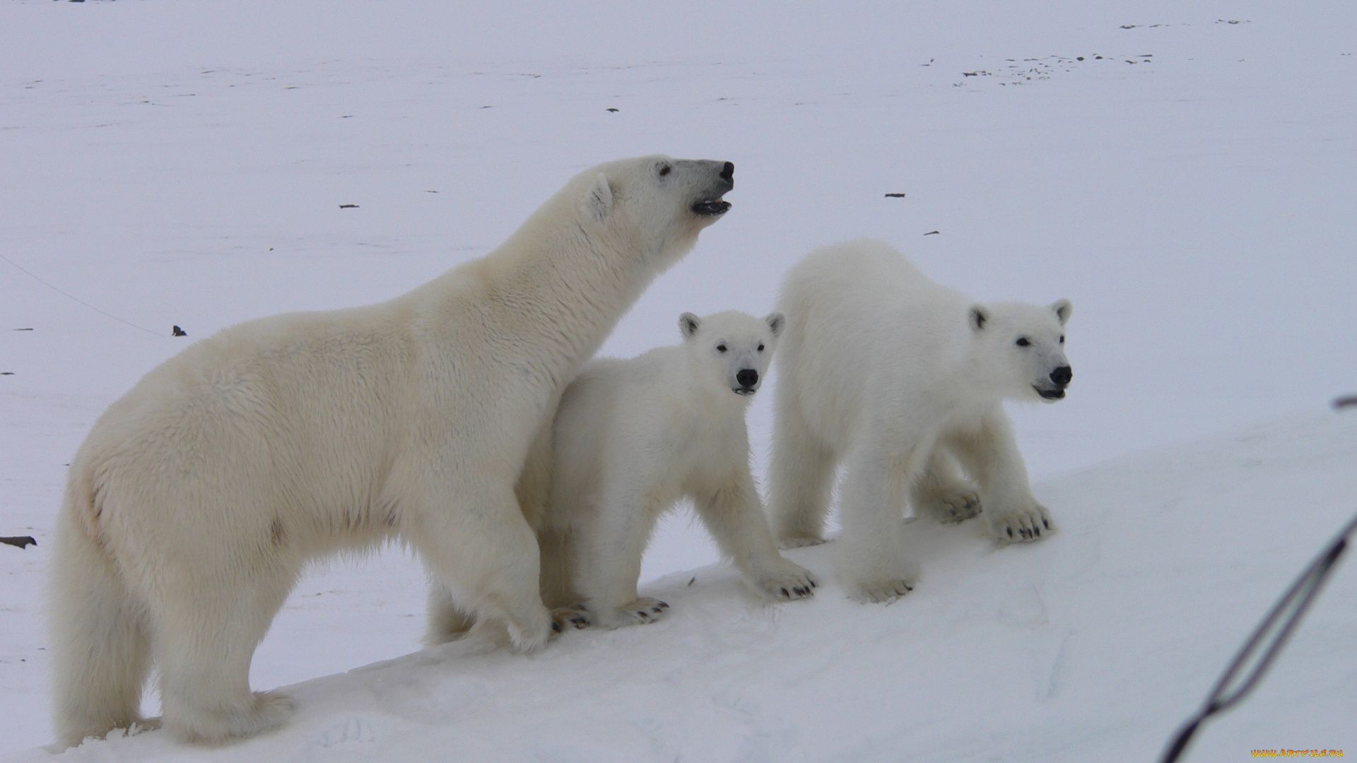 животные, медведи, белые, снег