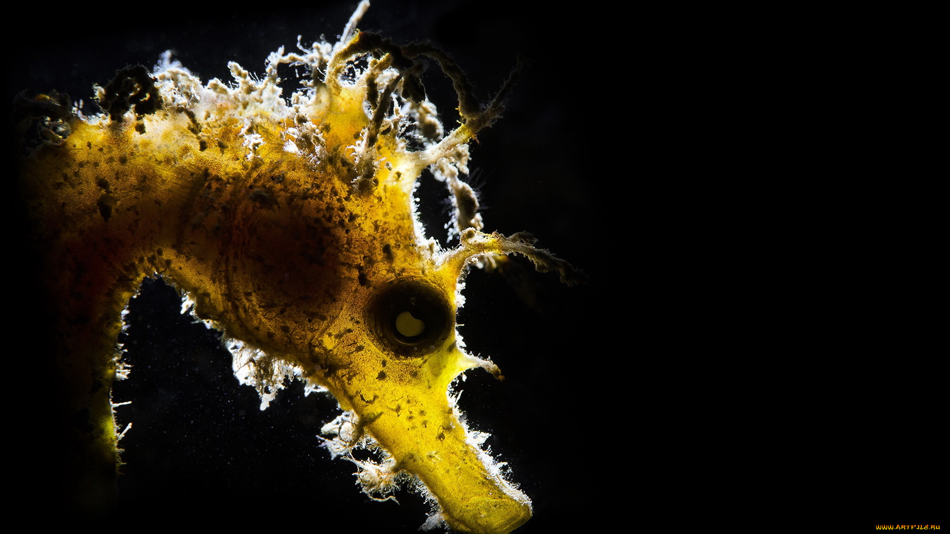 животные, морская, фауна, макро, природа, seahorse