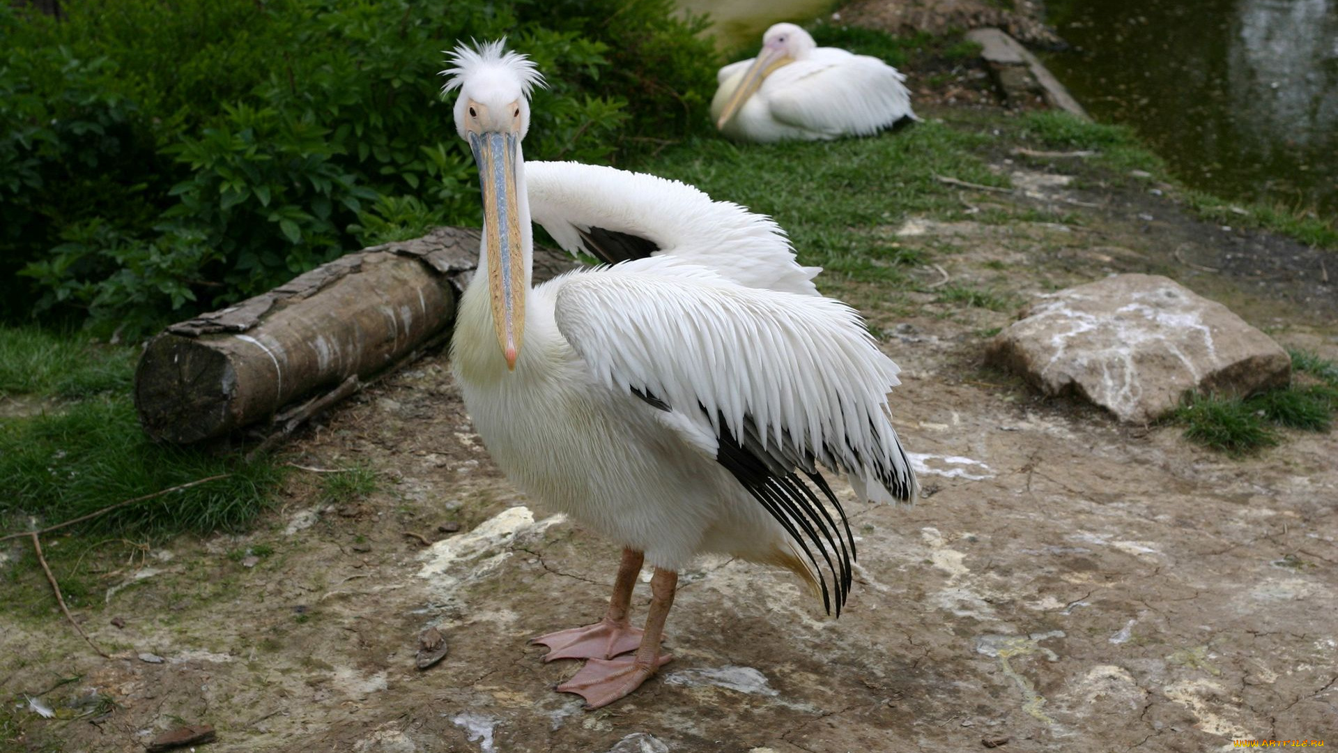 животные, пеликаны, перья, клюв