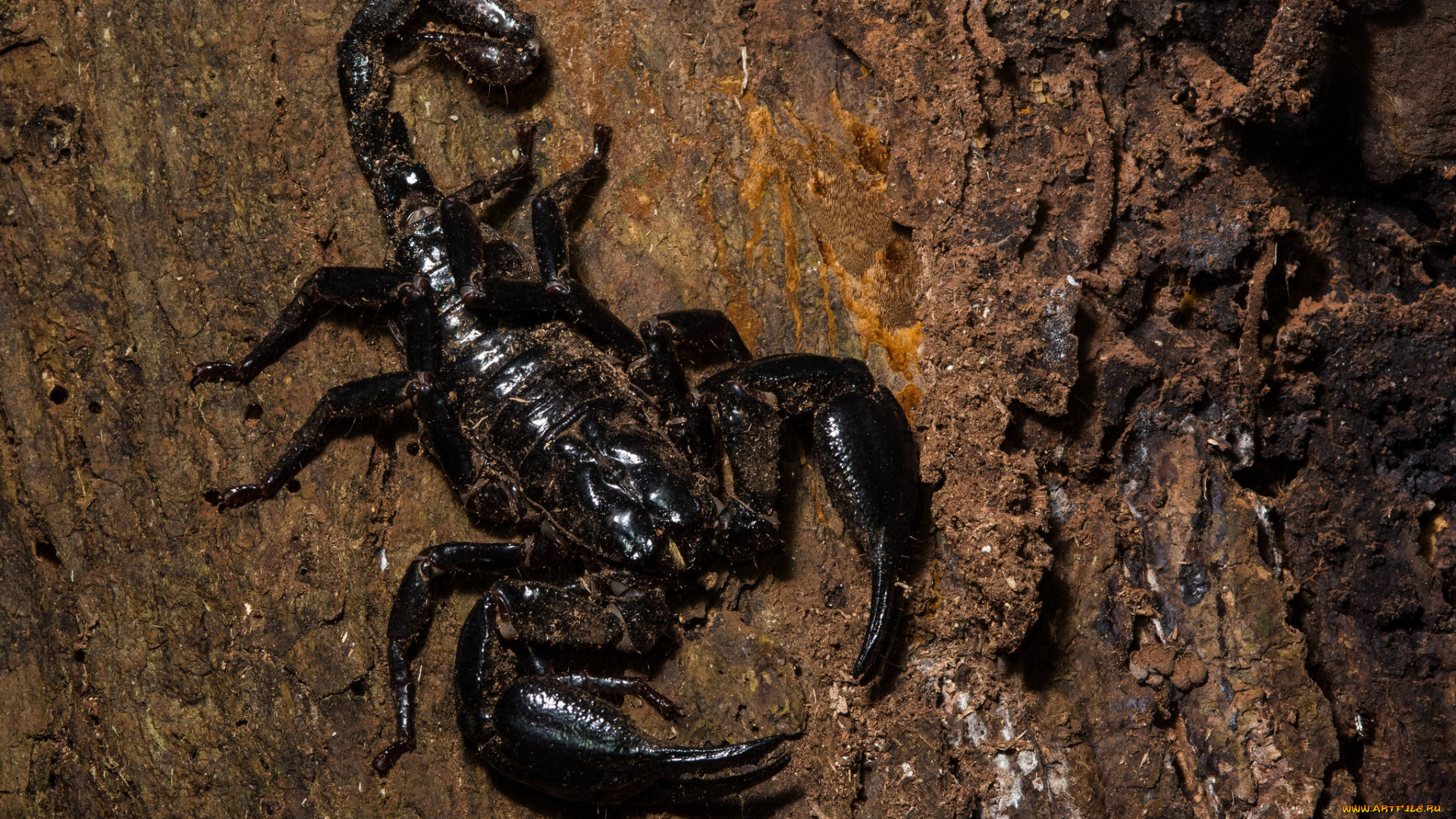 животные, скорпионы, фон, скорпион, чёрный