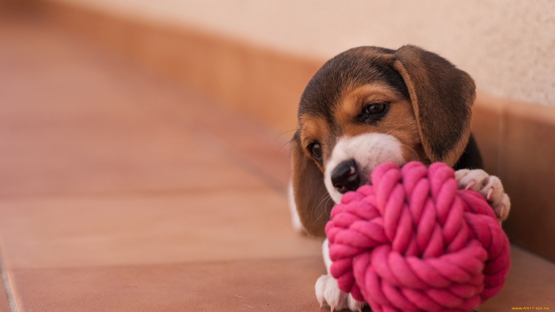 животные, собаки, игра, клубок, дом, собака