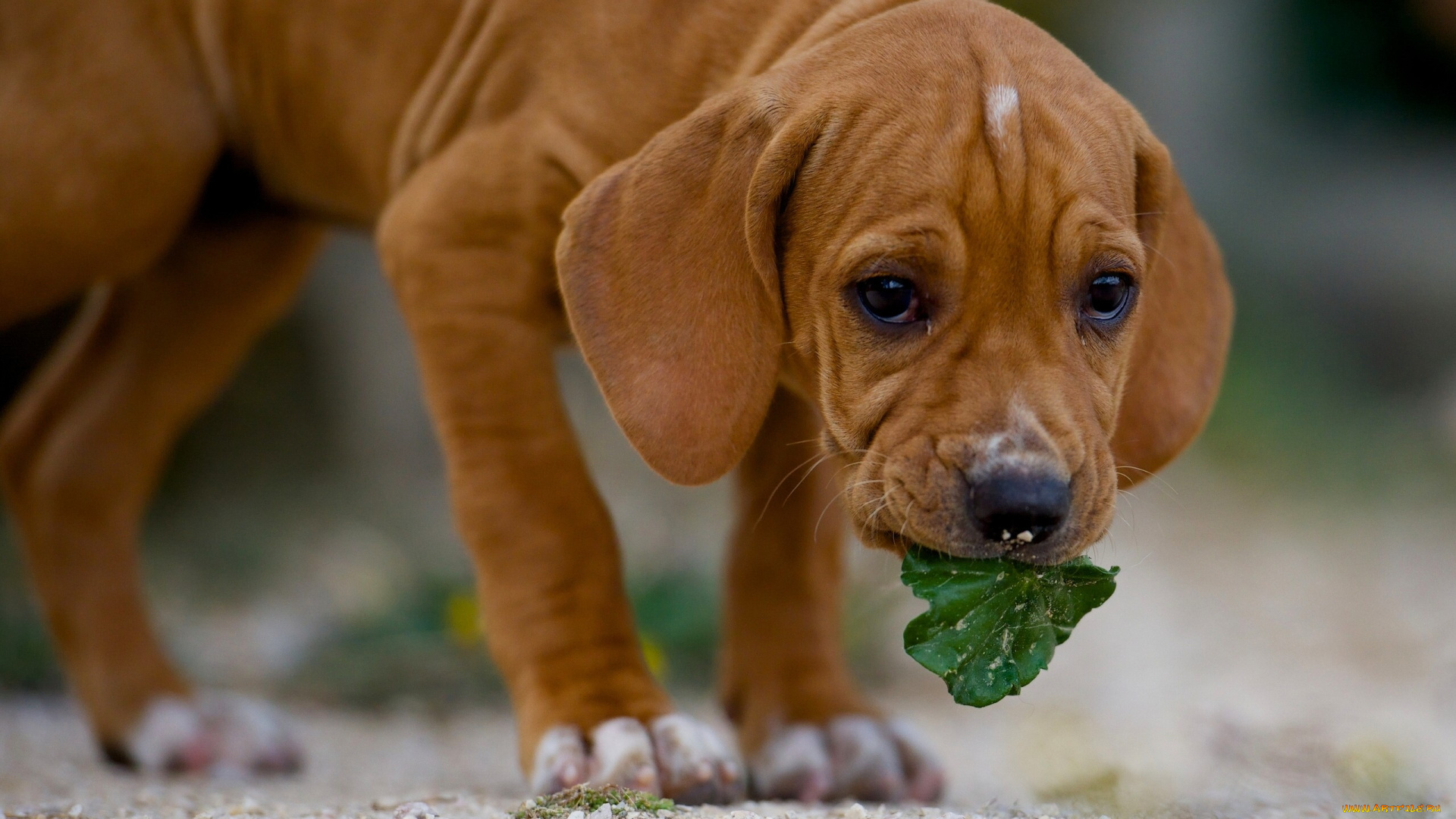 животные, собаки, собака, листик, пёс