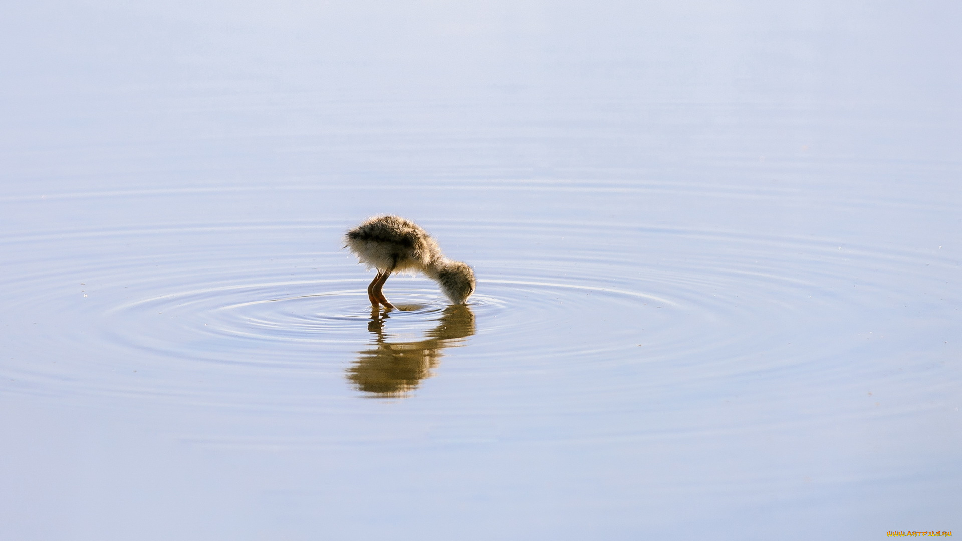 животные, утки, вода, птица, природа