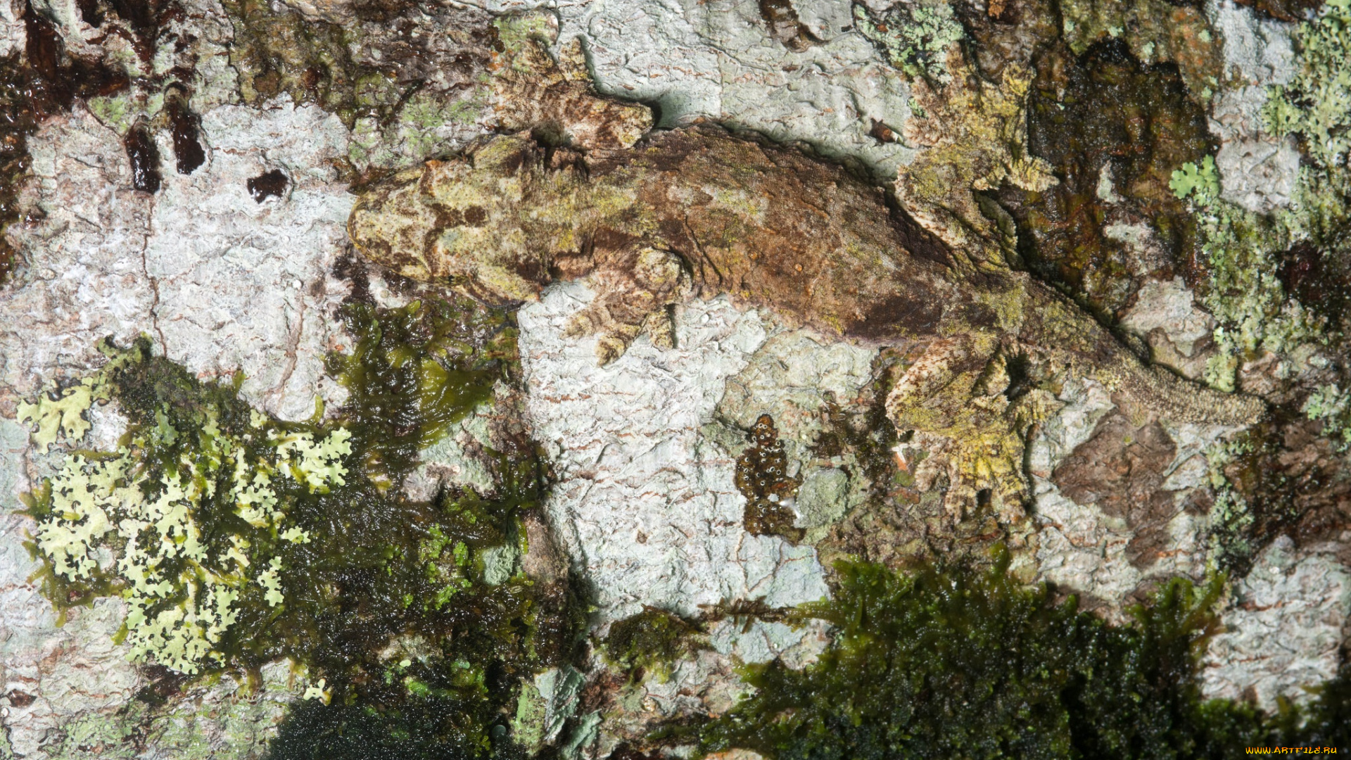 животные, Ящерицы, , игуаны, , вараны, маскировка, ящерица, ствол, кора, дерево