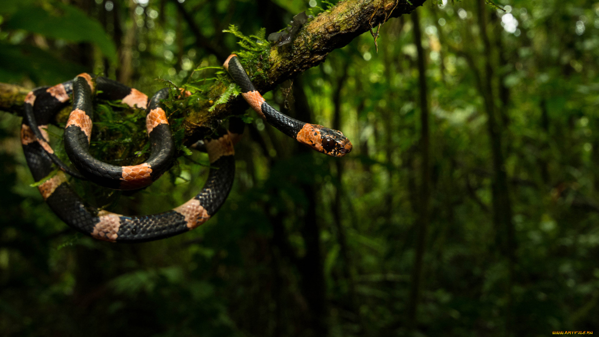 животные, змеи, , питоны, , кобры, змея, полосатая, тропики, растения, дерево