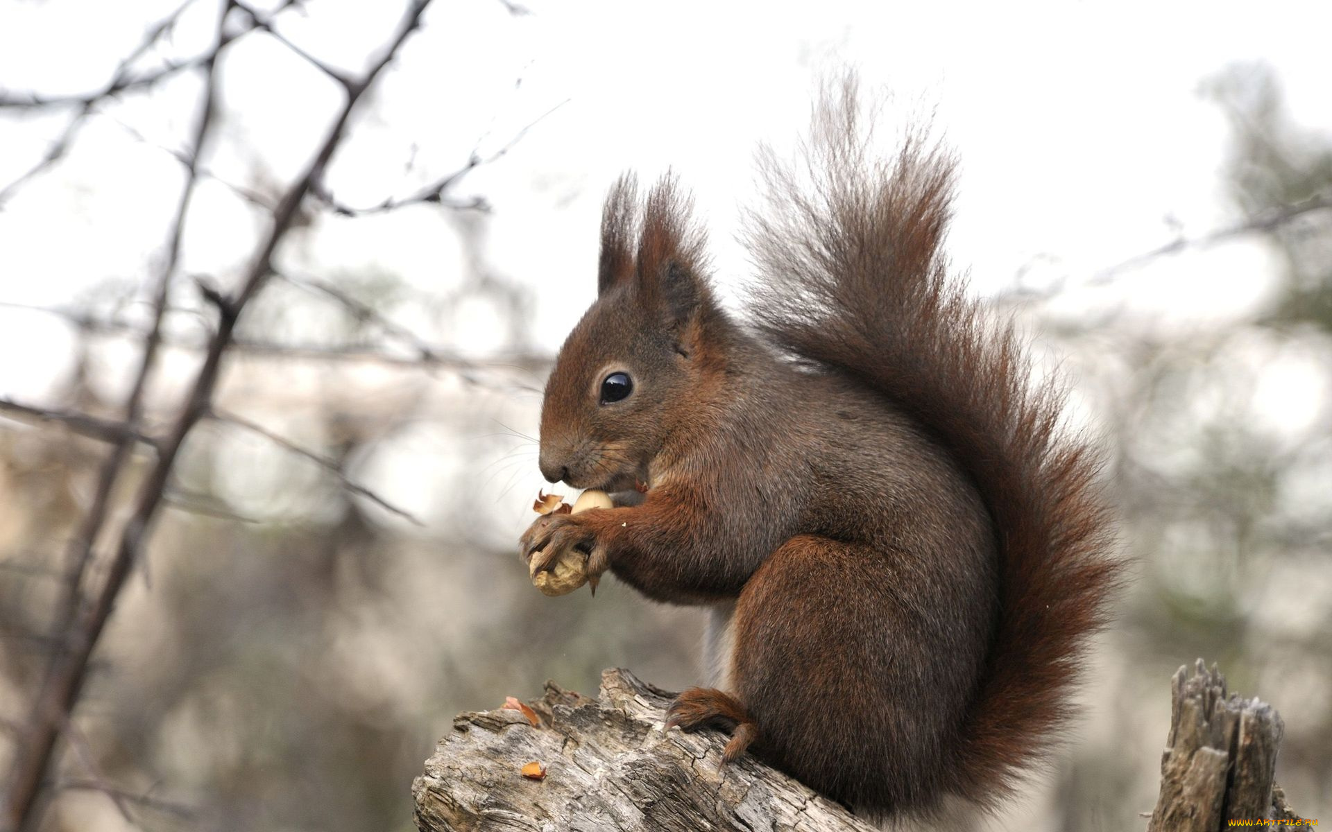 животные, белки, белка