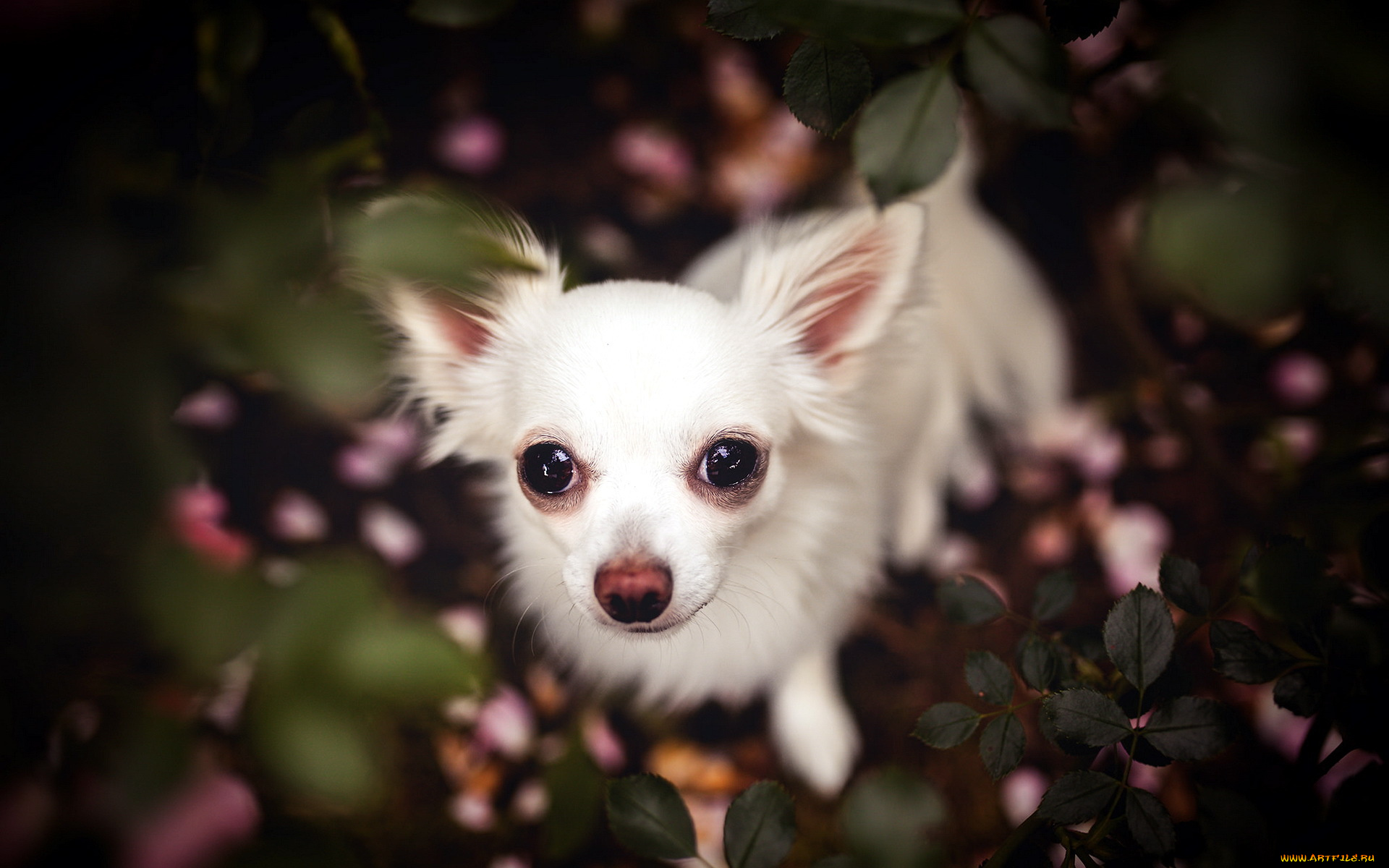 животные, собаки, друг, взгляд, собака