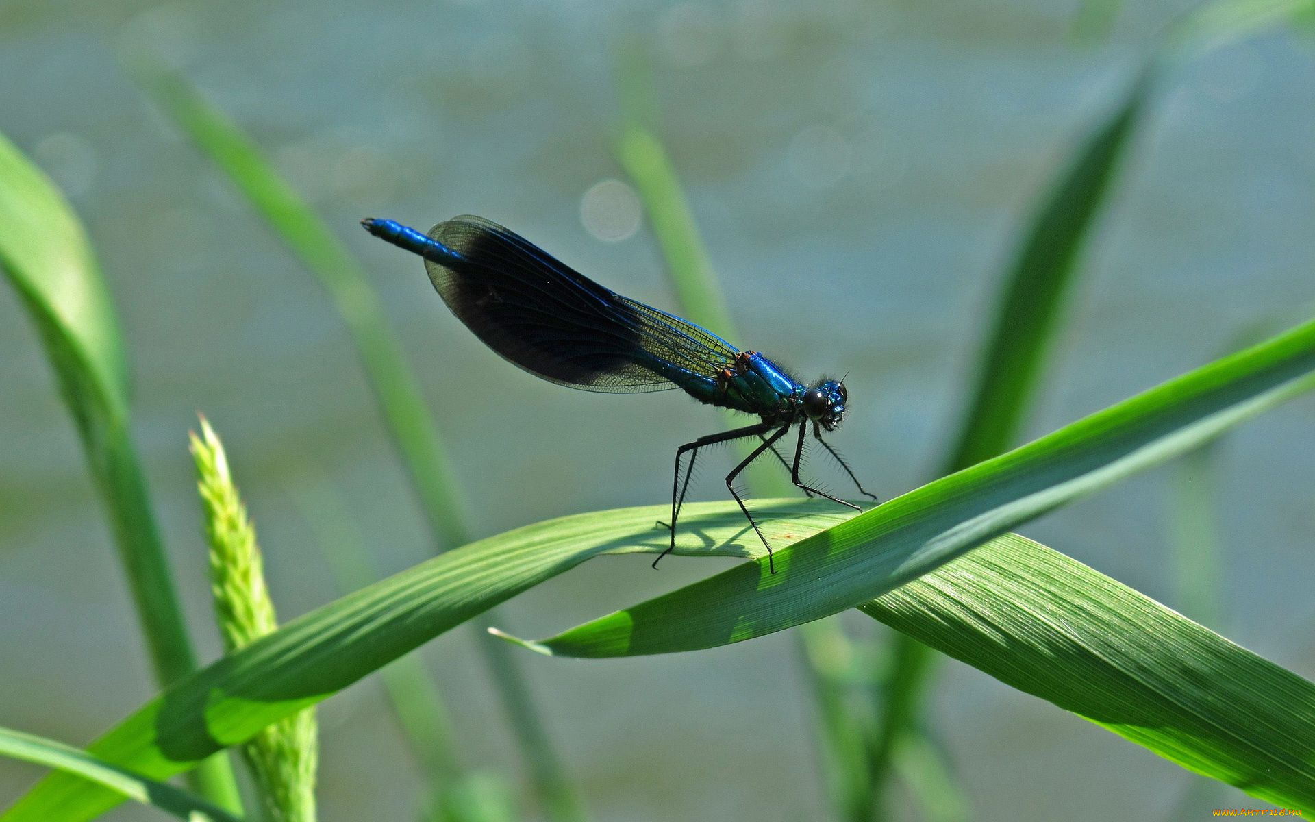 животные, стрекозы, травинка