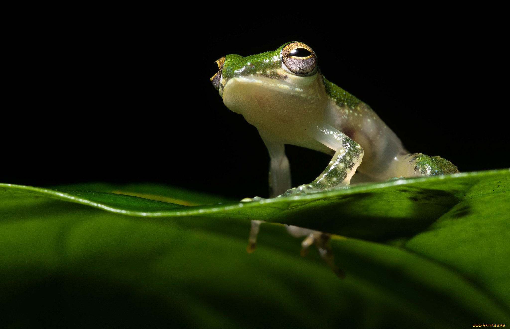 животные, лягушки, лягушка, лист, макро