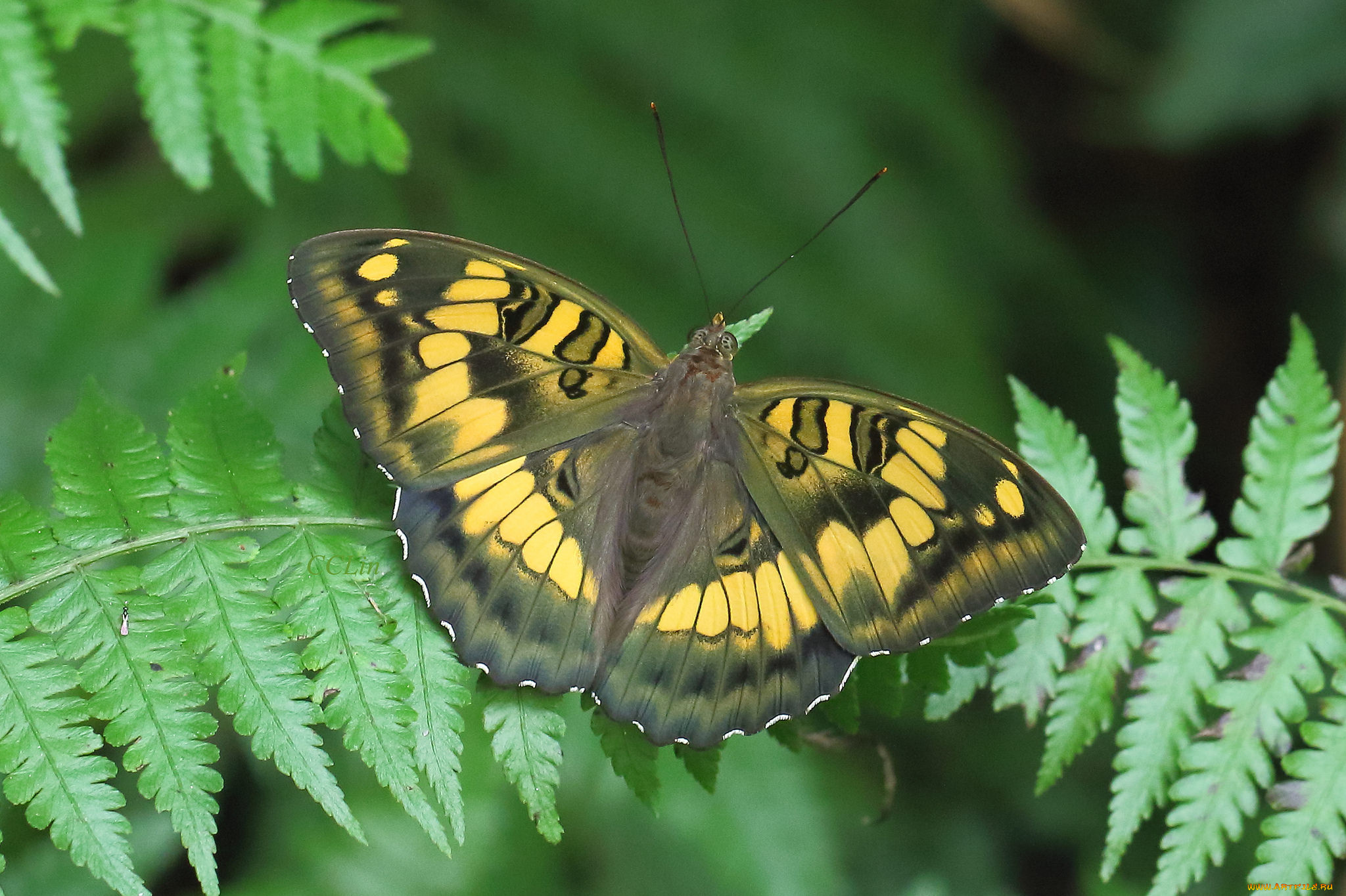 животные, бабочки, , мотыльки, , моли, бабочка