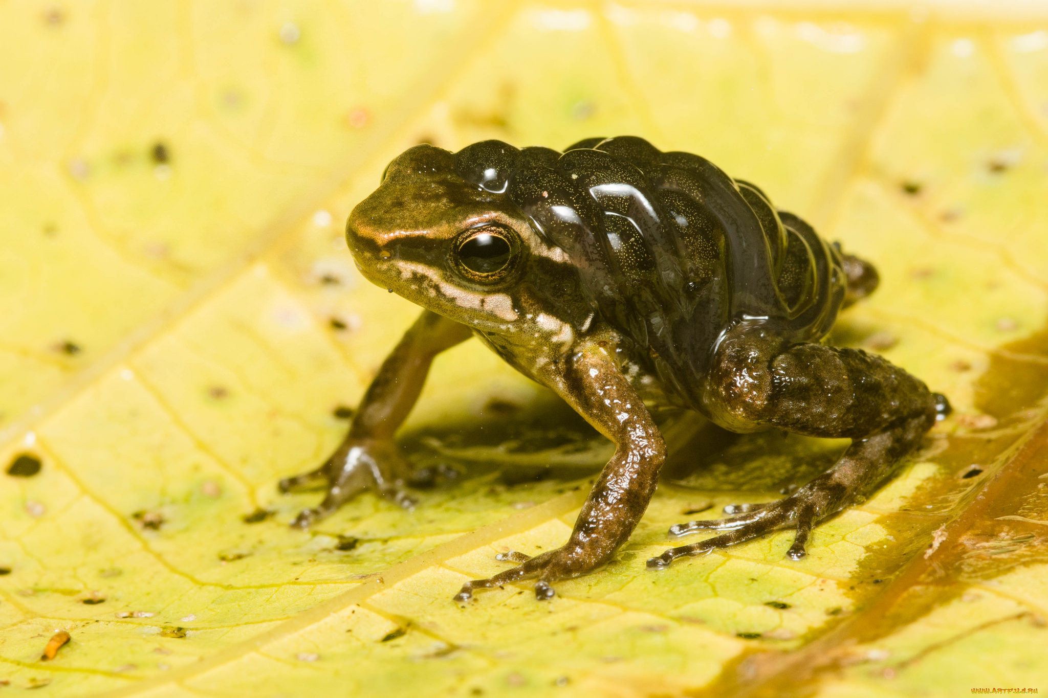 животные, лягушки, лягушка, лист, макро
