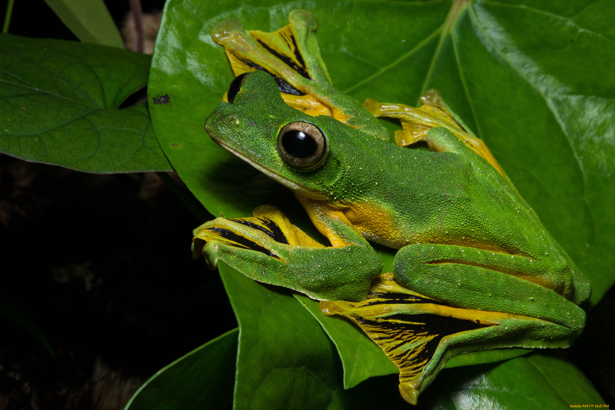 животные, лягушки, лягушка, лист, макро