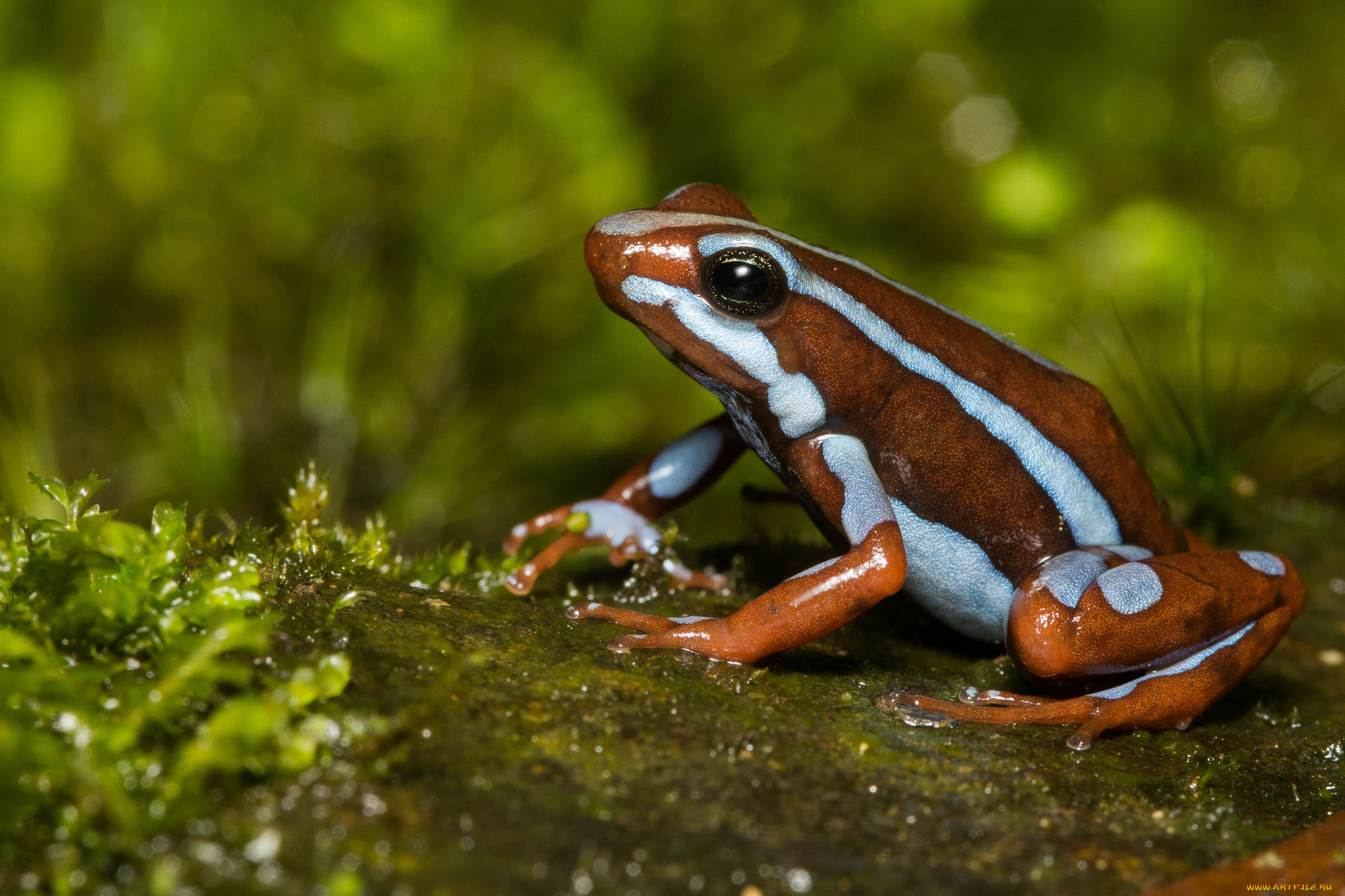 животные, лягушки, лягушка, сырость, макро