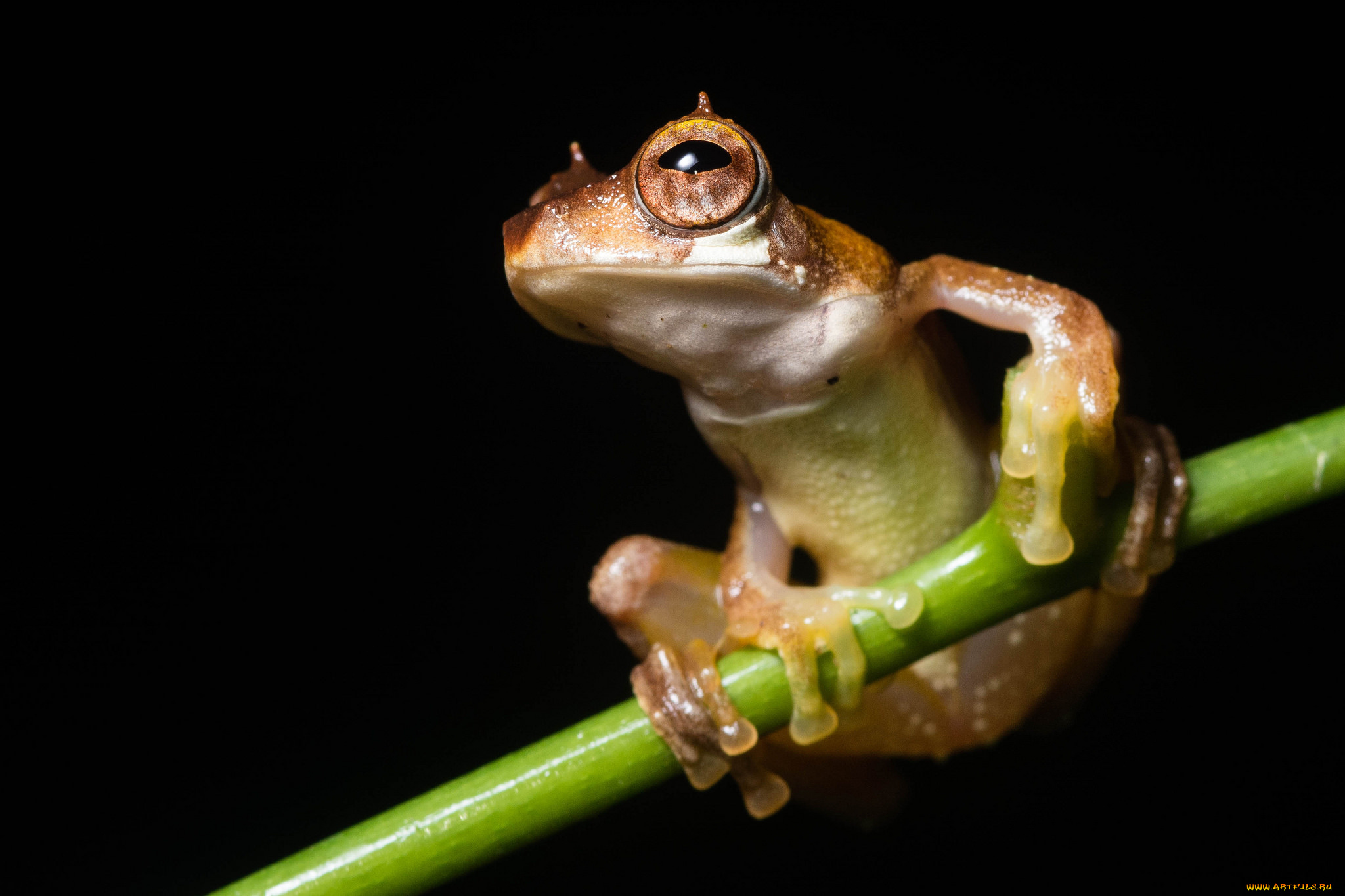 животные, лягушки, лягушка, веточка, макро