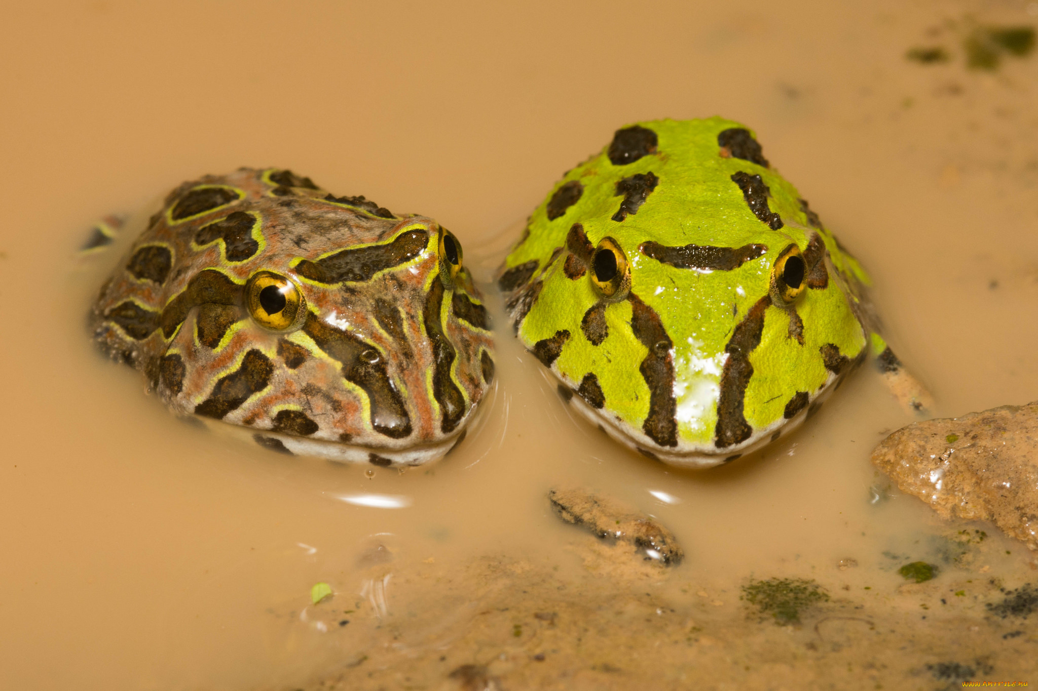 животные, лягушки, макро, пара, вода, лужа