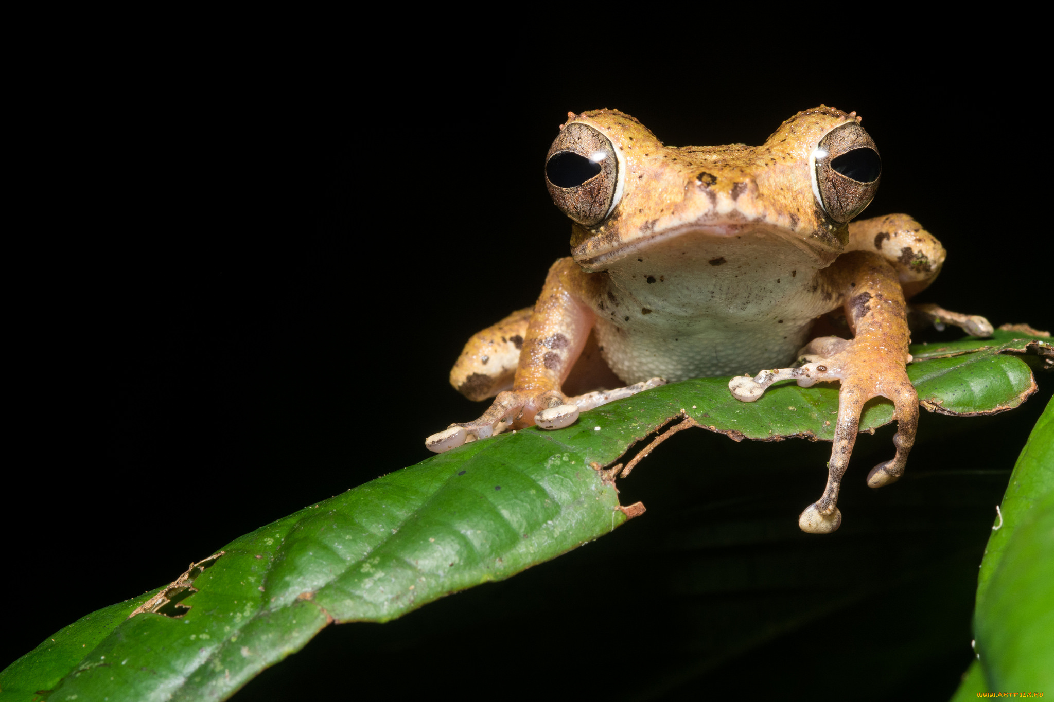 животные, лягушки, ночь, чёрный, фон, лягушка, лист, макро