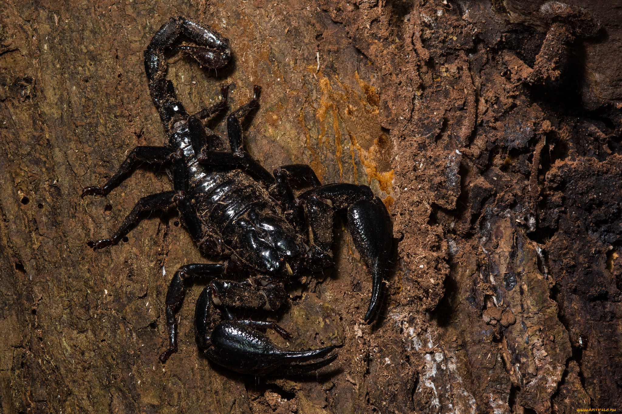 животные, скорпионы, фон, скорпион, чёрный