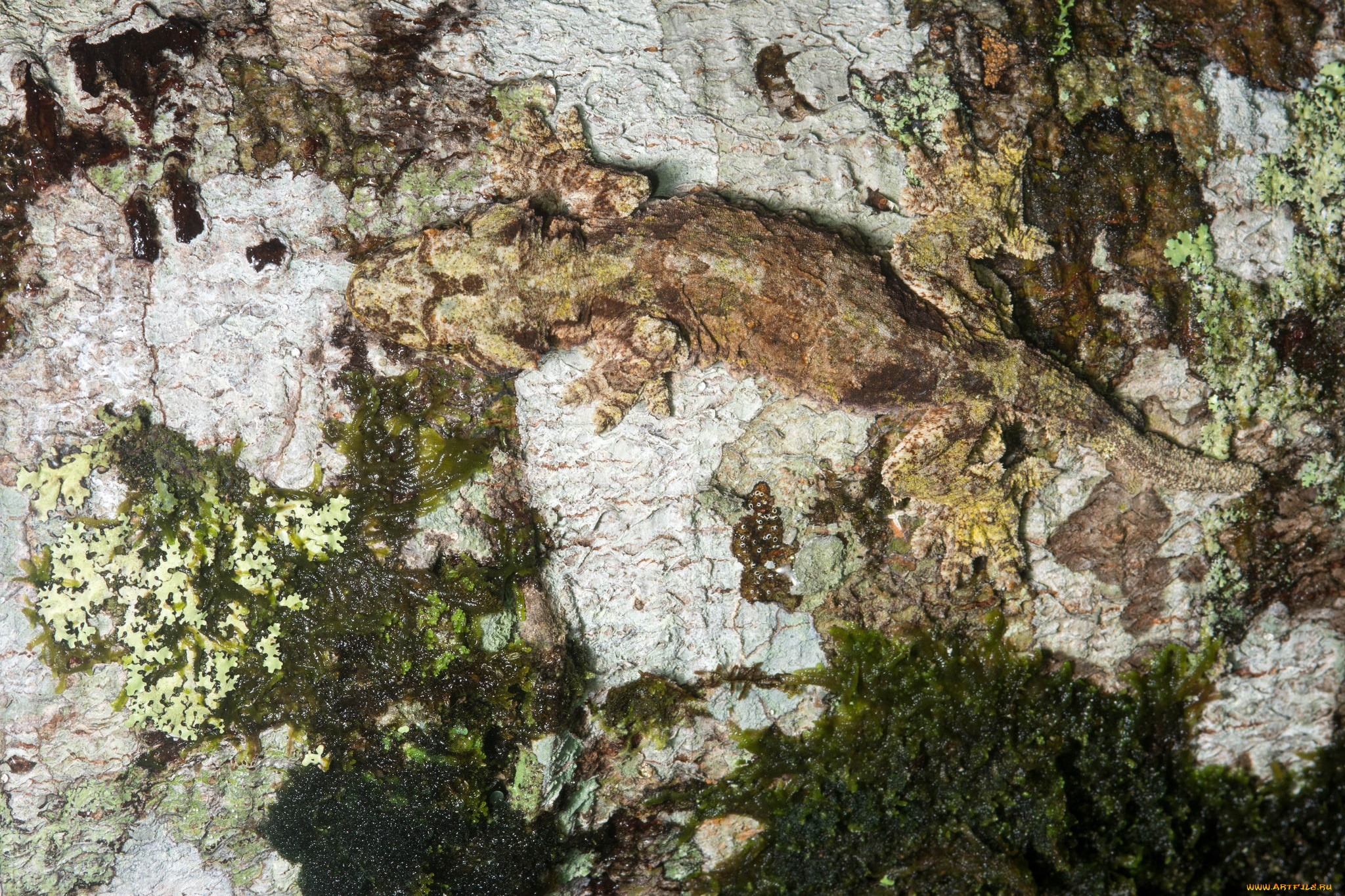 животные, Ящерицы, , игуаны, , вараны, маскировка, ящерица, ствол, кора, дерево