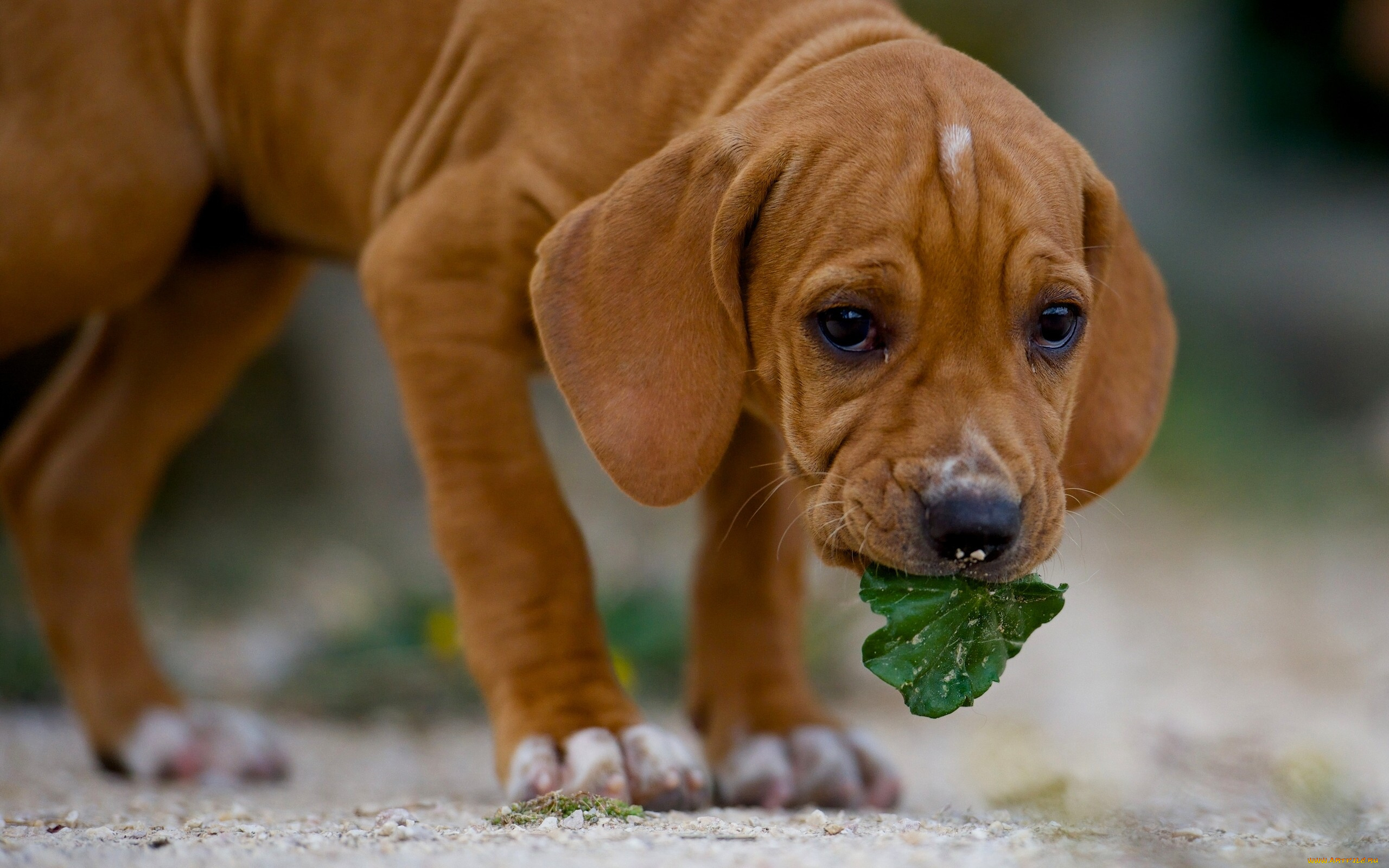 животные, собаки, собака, листик, пёс
